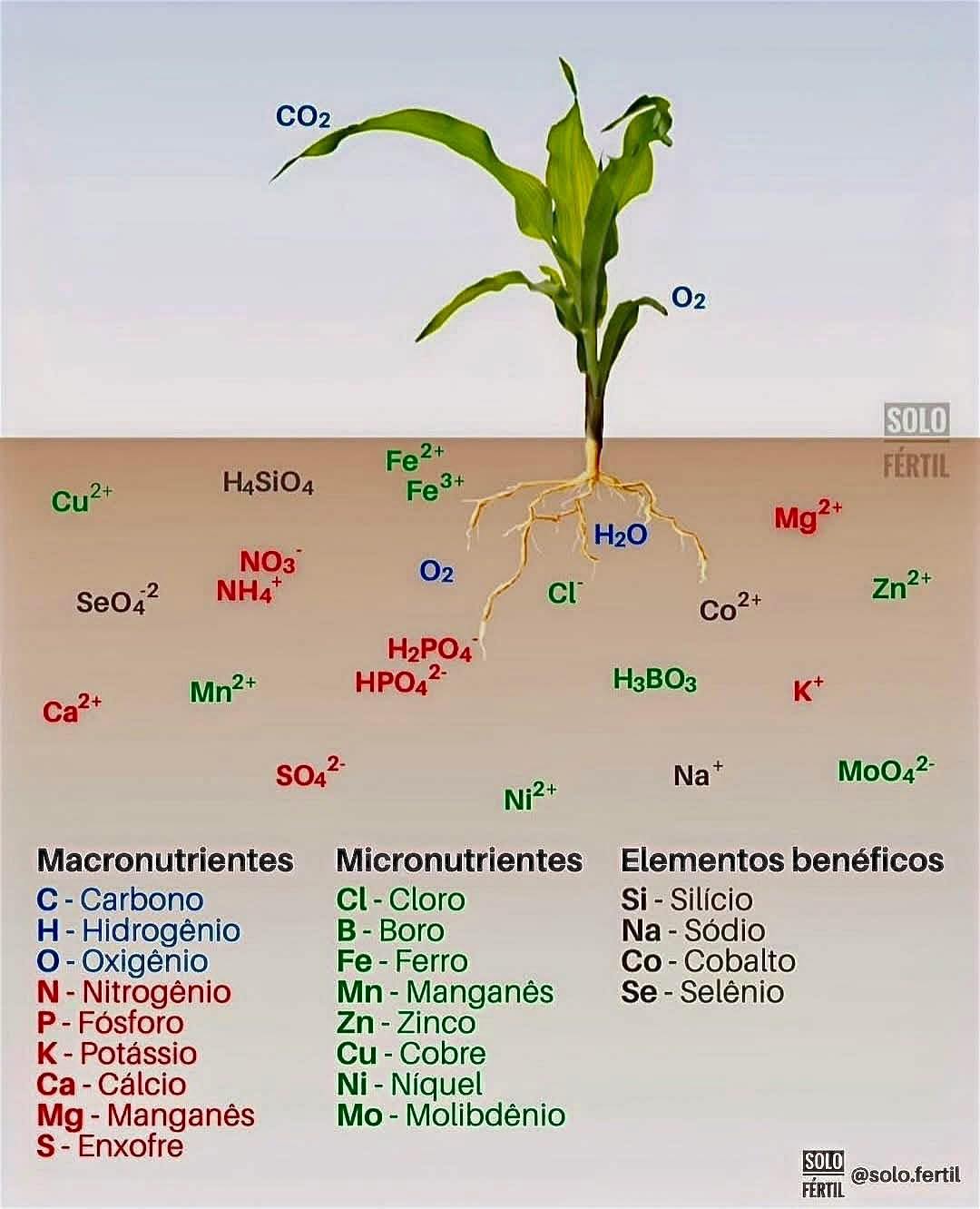 Interés - Clasificación de los elementos esenciales y su absorción por ...