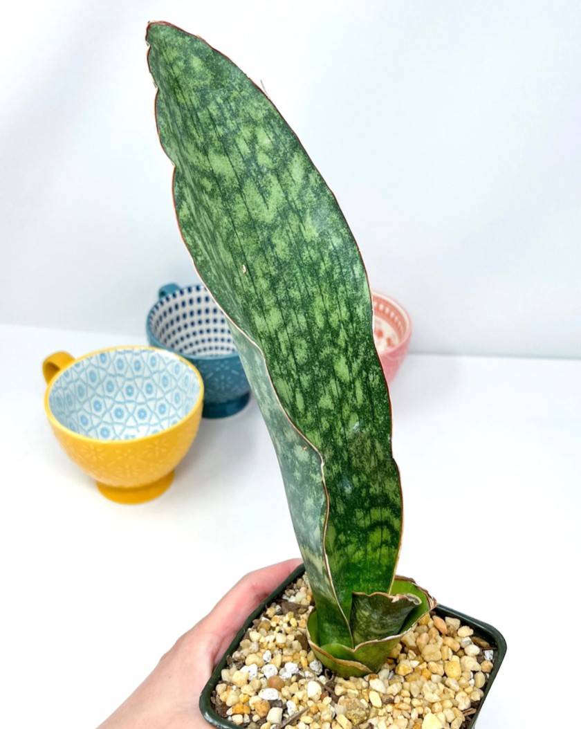 Good Evening 😆 Sansevieria Silver dragon V.