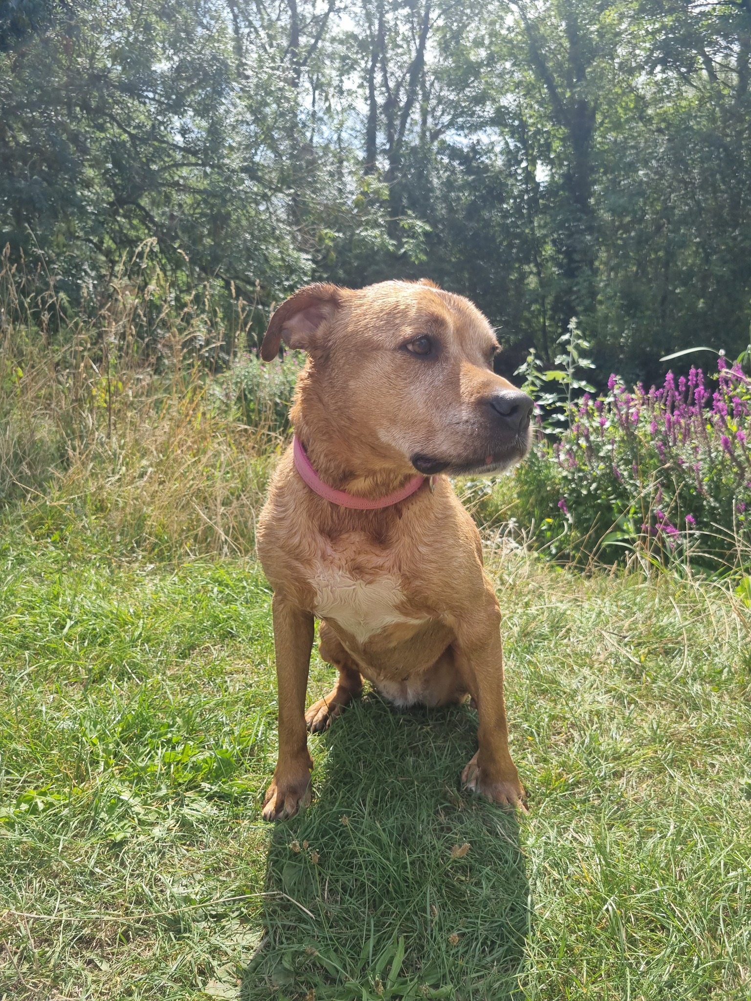 This is Bubbles or Bubs for short. She... - Albery Dog Rescue | Facebook