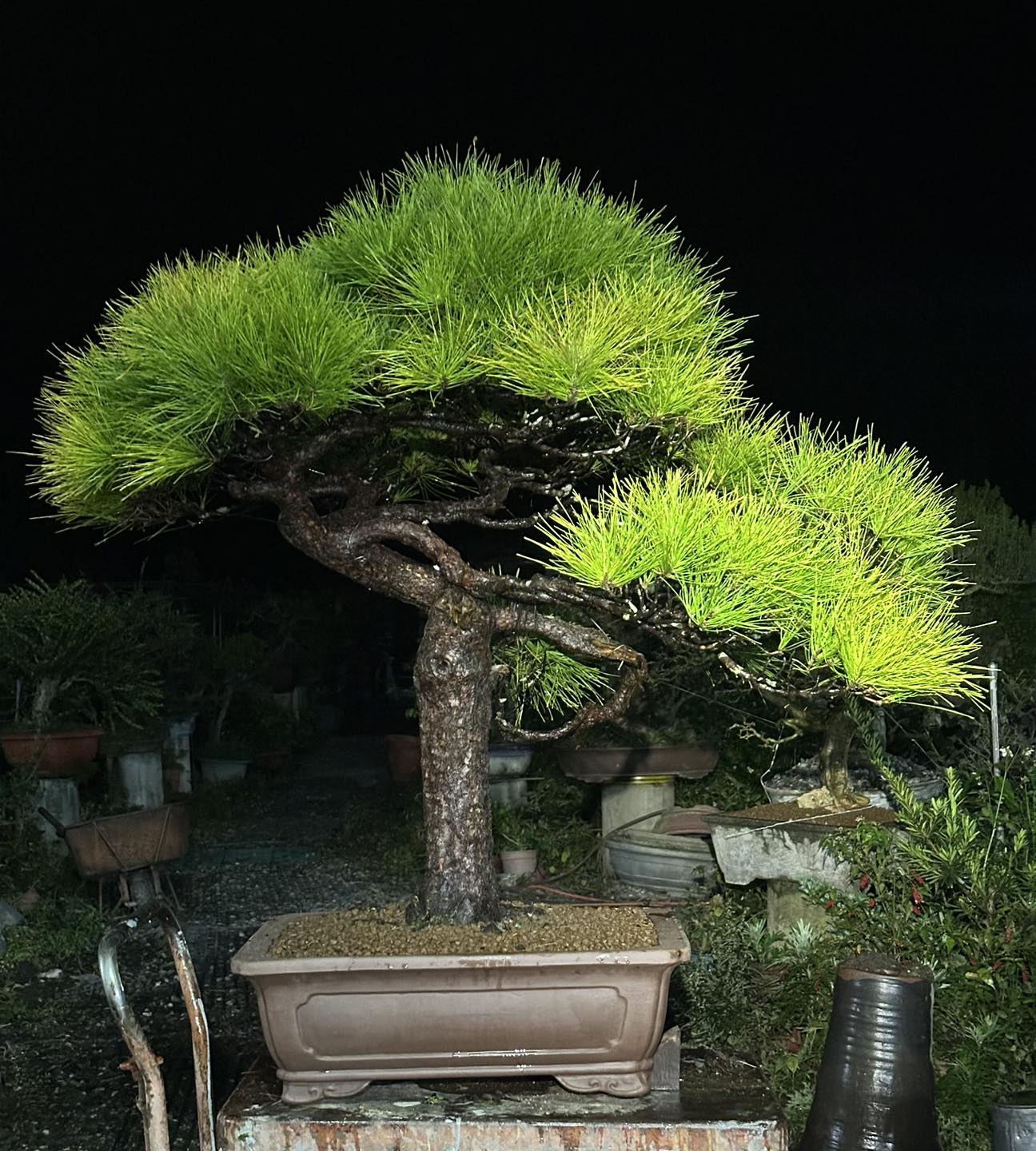 台灣原生琉球松＇50多年前前輩野採。十多年沒有換盆，今天多虧了阿良俊 