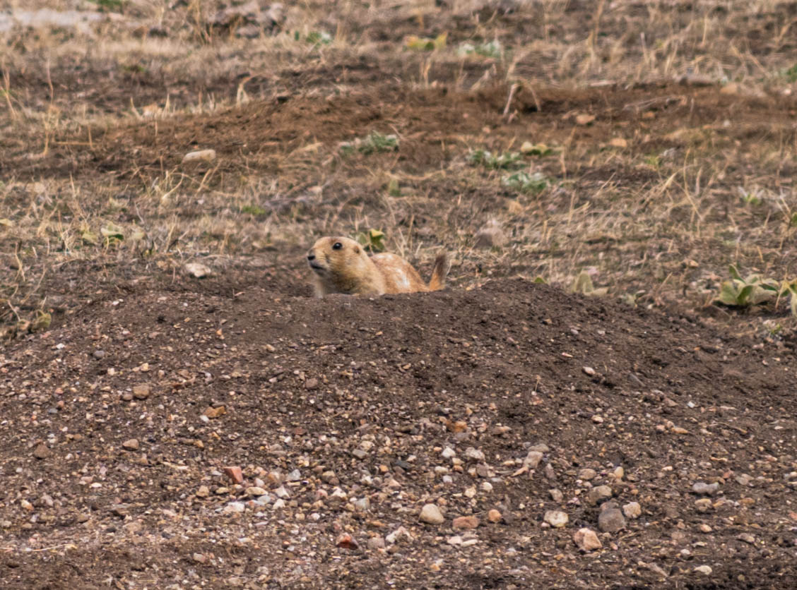 Sony a7c canon 28-135 f-5.6 speed 1/2000 iso-400 Custer State Park