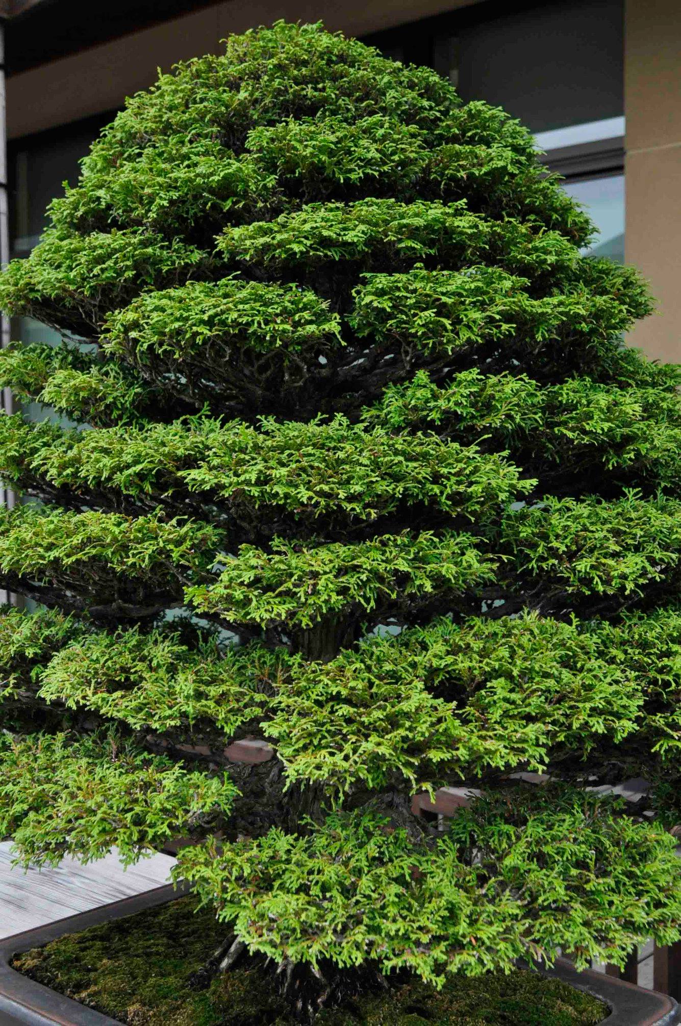 津山檜（つやまひのき Tsuyama-hinoki） Hinoki Cypress