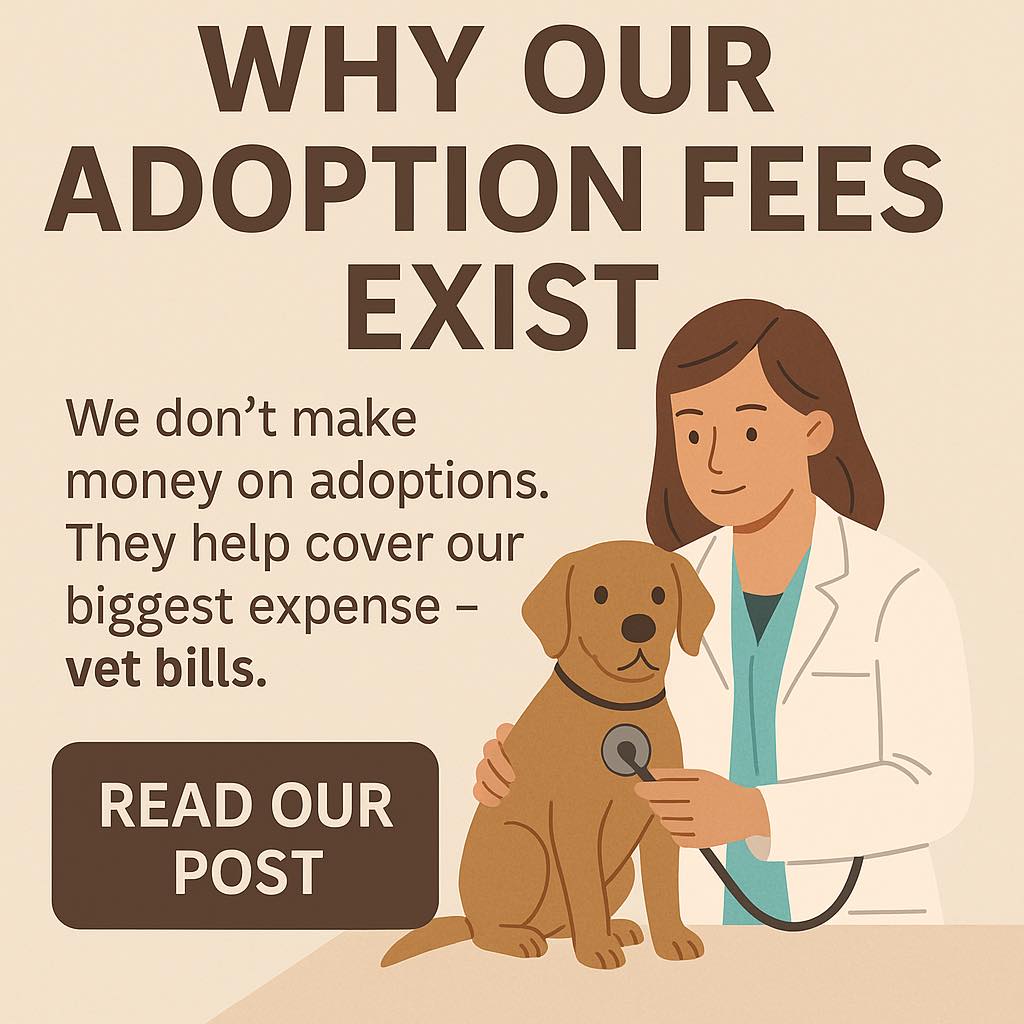 💸 Why Our Adoption Fees Exist 💸... - Paws of the Pines Rescue | Facebook