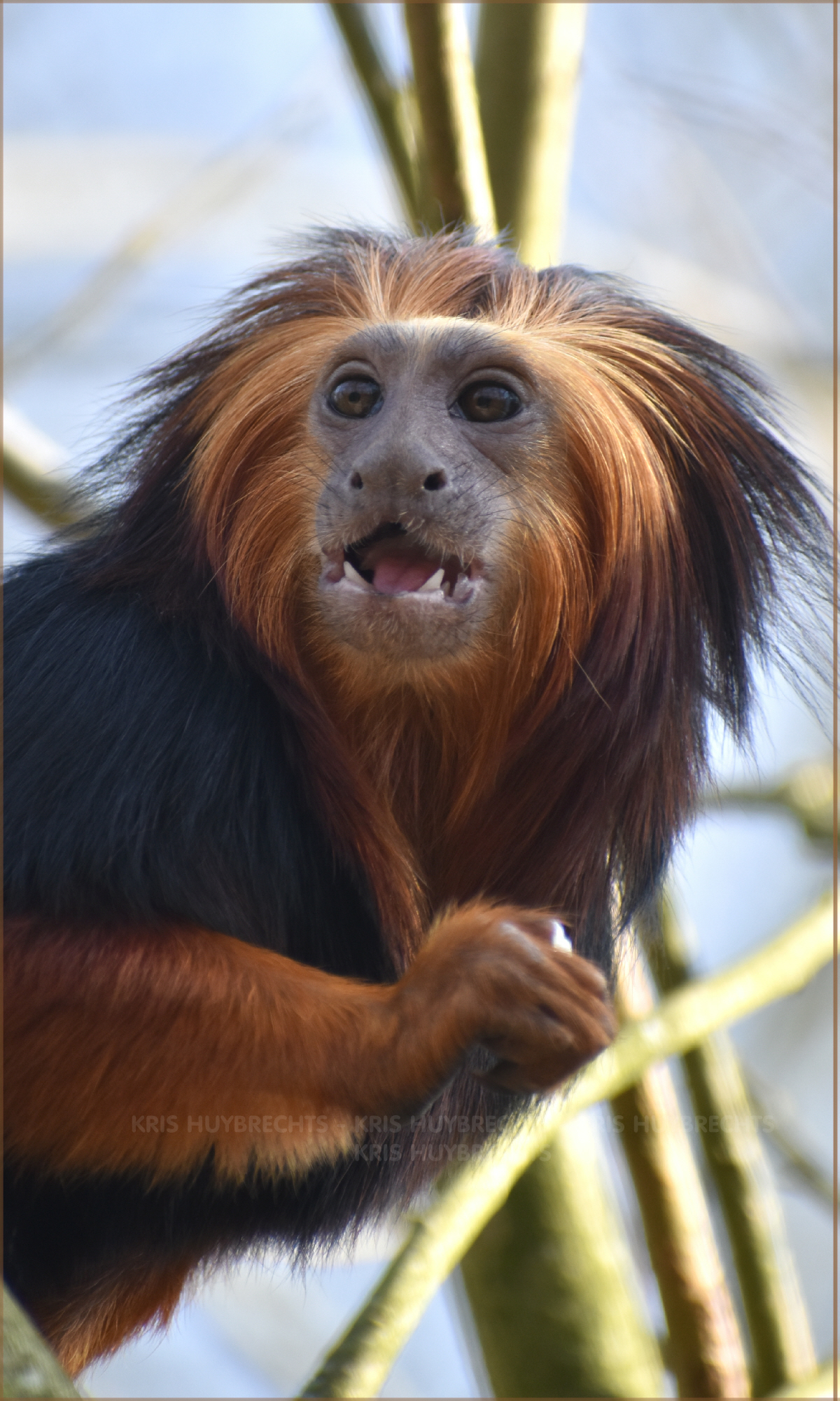 ♥ September 22 is International... - Heart for Primates | Facebook