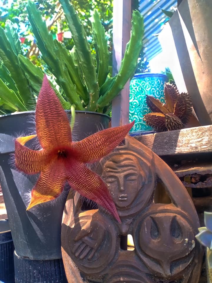 2 Stapelia Grandiflora Cuttings – Red Flowers, Starfish/Toad Cactus – Easy To Root
