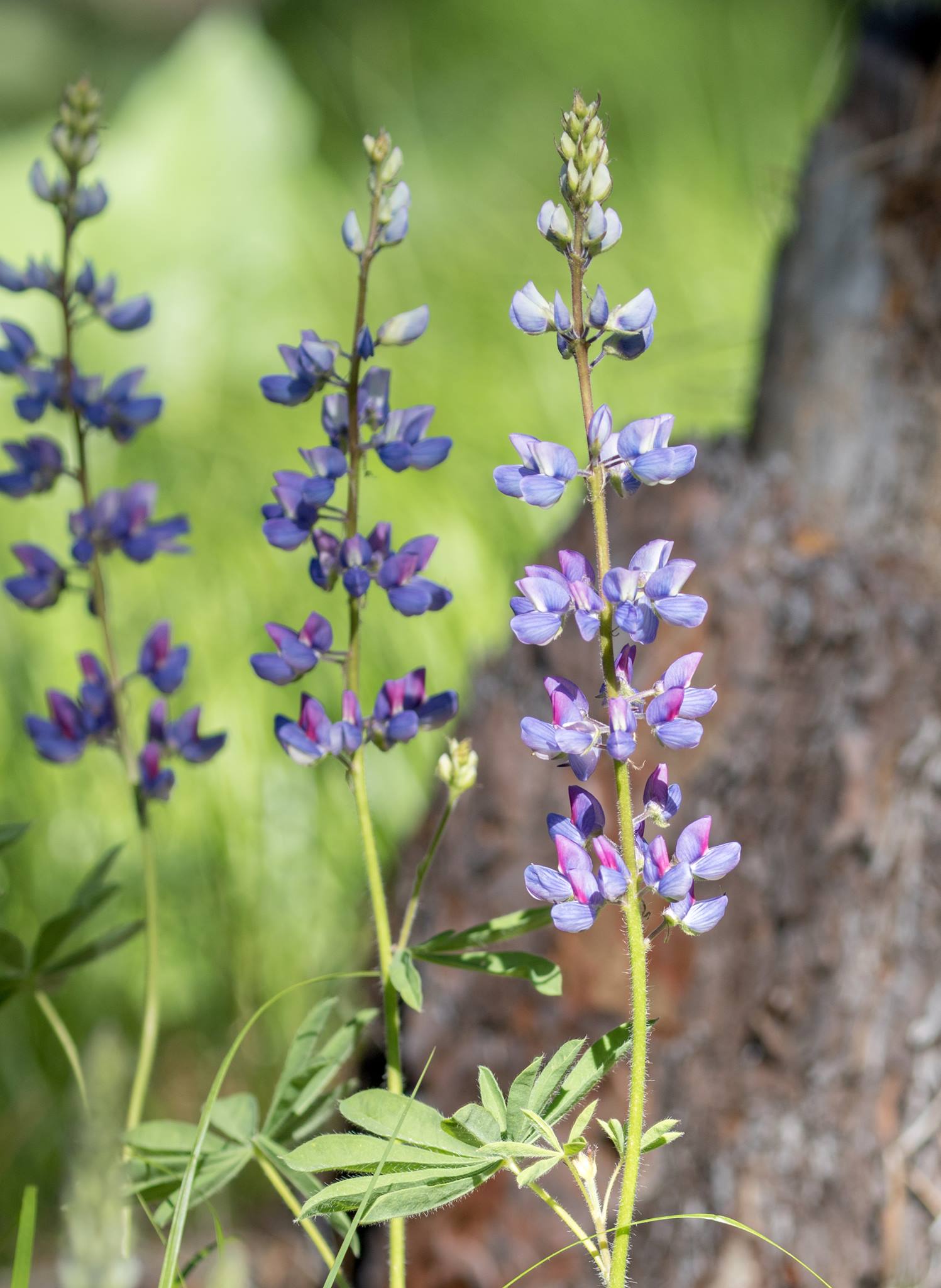 Bitterroot Native Plants