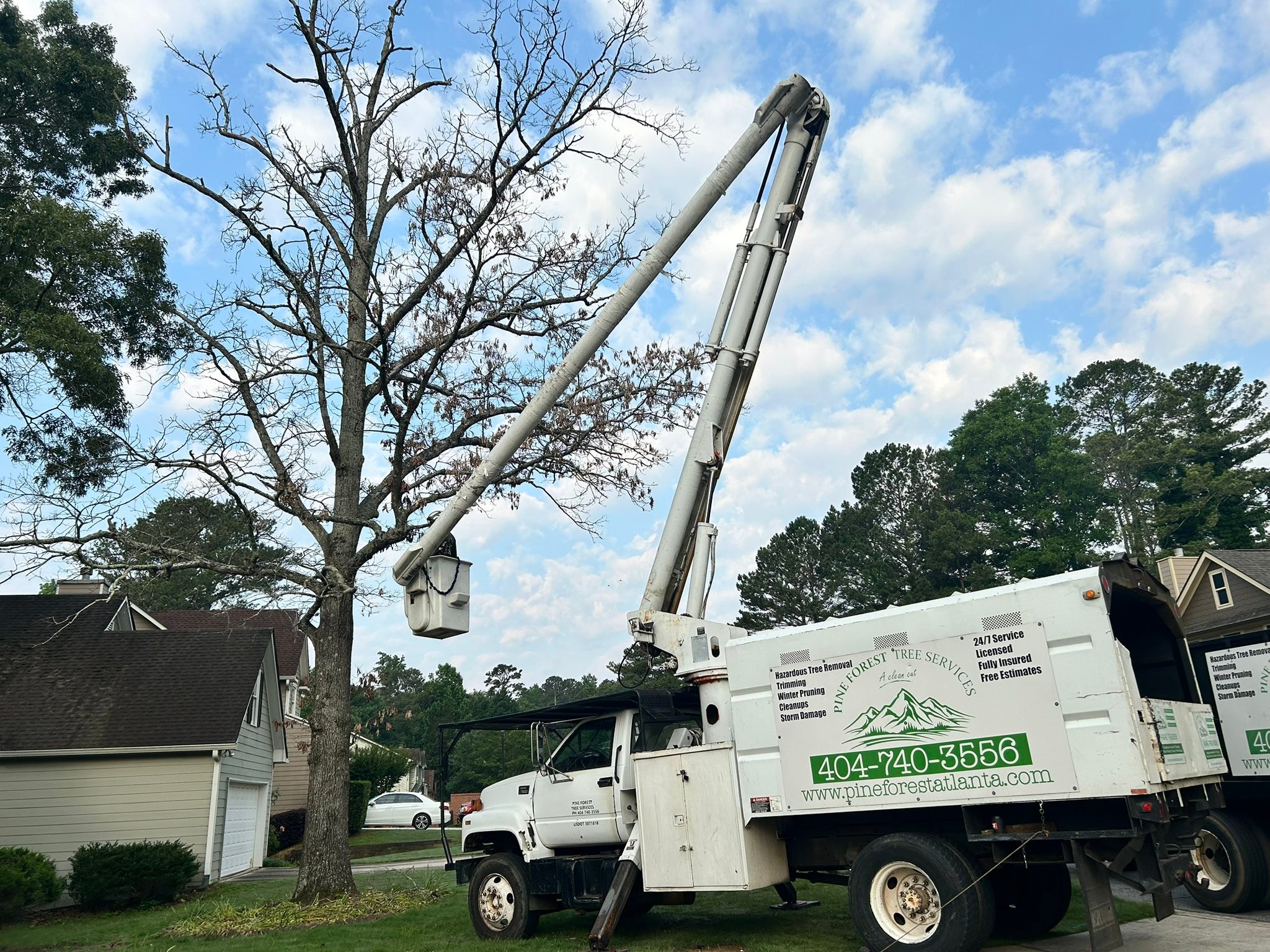 Pine Forest Tree Services
