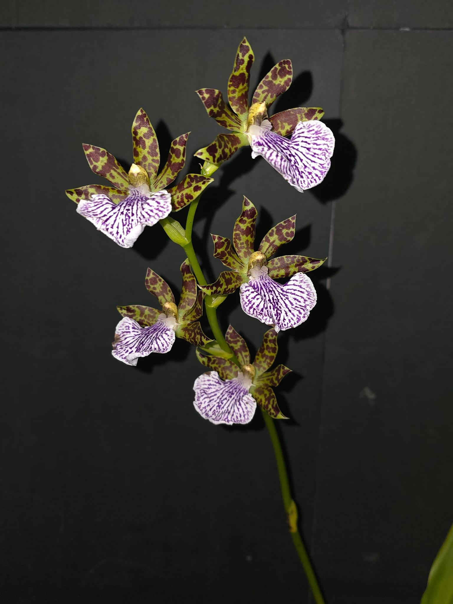 Zygopetalum kiwi choice 'smiley' x 'arthur elle' orchid review