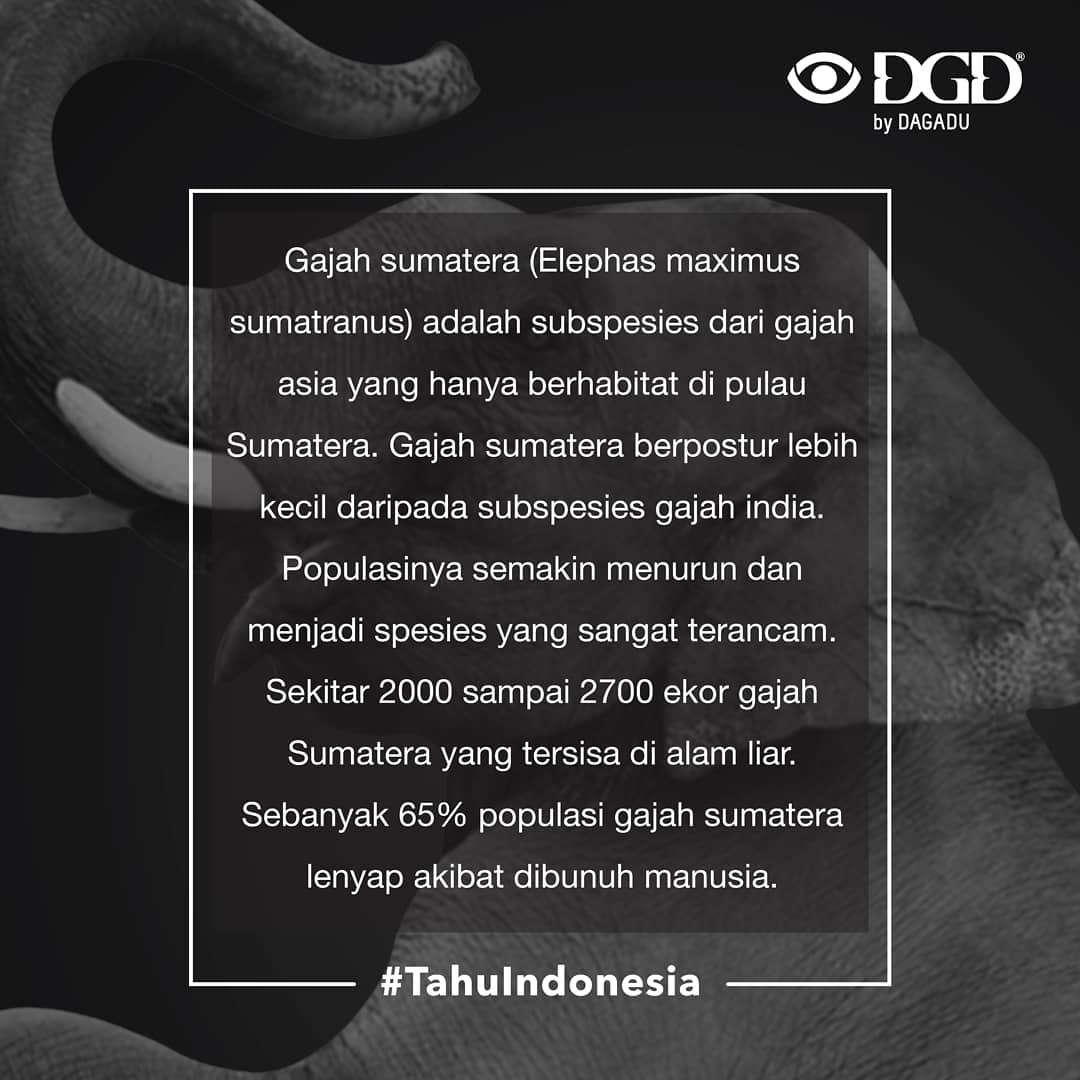 Dgd Indonesia Besar Dan Berani Berperang Sendiri Yang Aku Hindari Hanya Semut Kecil Otak Ini Cerdas Ku Rakit Perangkat Wajahmu Tak Akan Pernah Ku Lupa Lirik Lagu Tulus Ini 359 likes · 6 talking about this. facebook