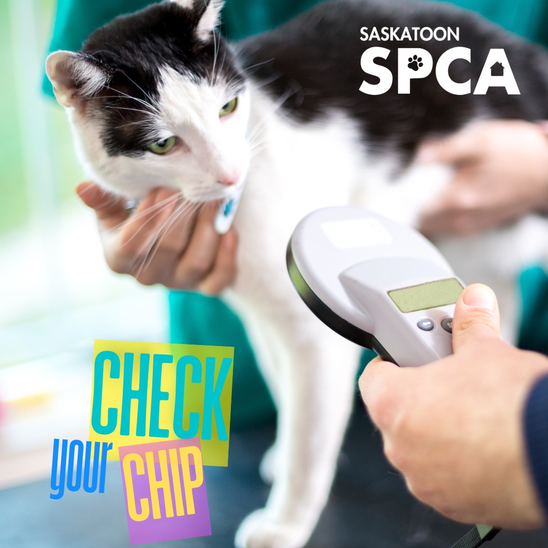 Saskatoon - 🔍🐾 August 15 is National Check the Chip Day! Microchips are ...