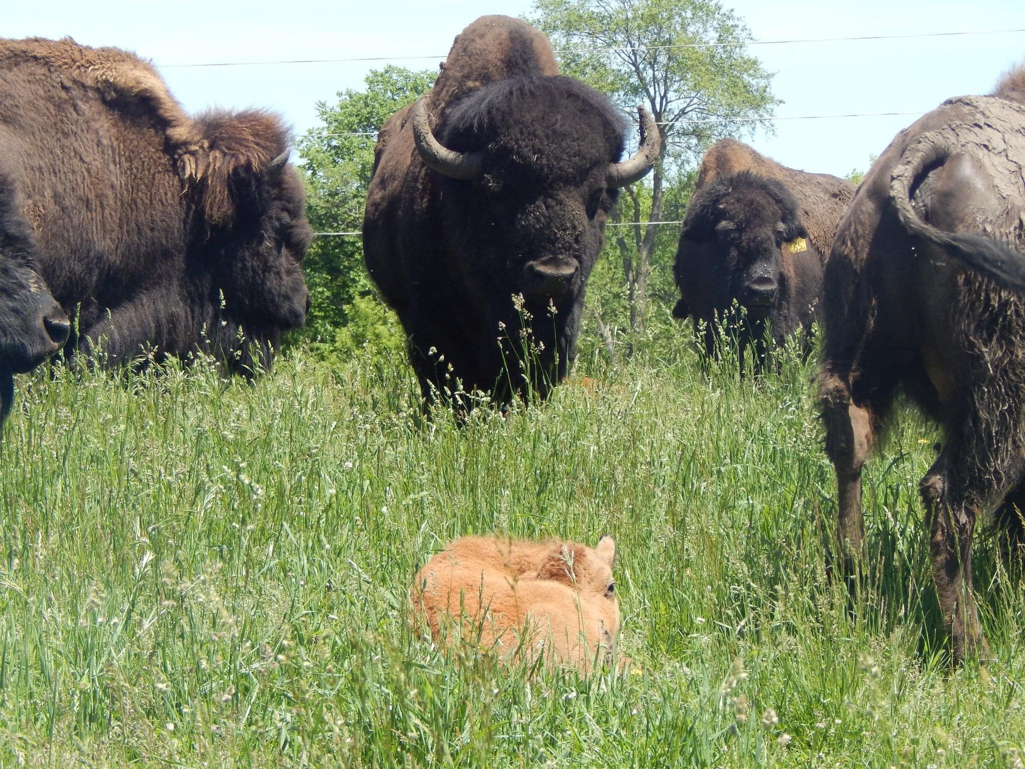 Happy Father's Day from Wideload and... - Timber Ridge Bison