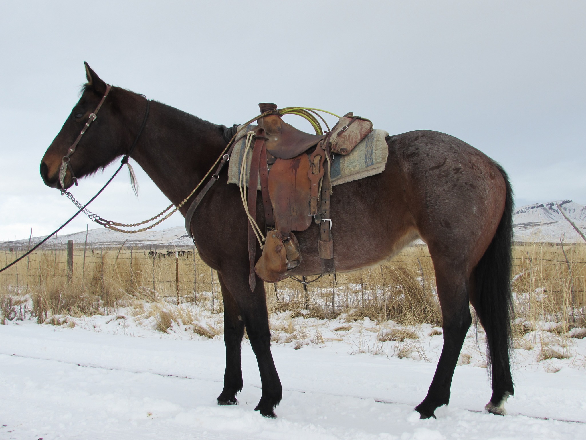 Introducing:... - Winnemucca Ranch Hand Rodeo Weekend | Facebook