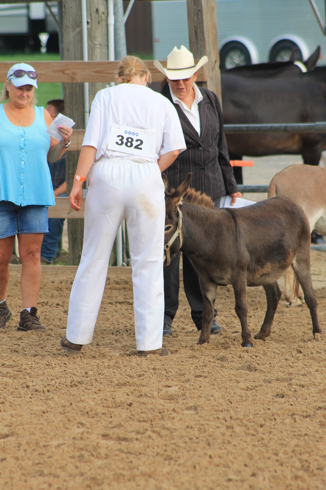 Ingham County Donkey, Mule, Miniature and Draft Horse Show | Mason MI
