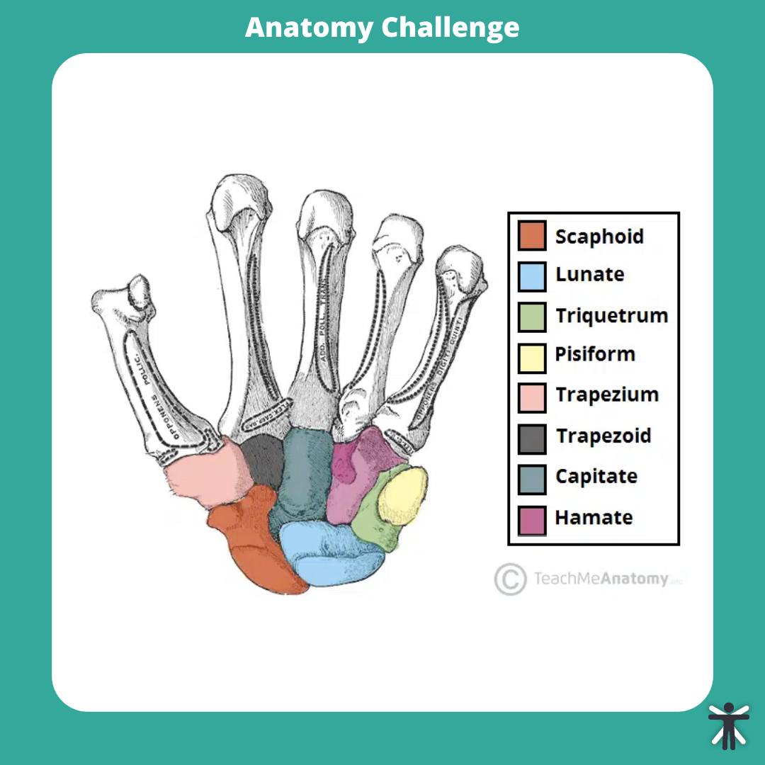 Structures Of The Hand Tendons Ligaments Teachmeanatomy