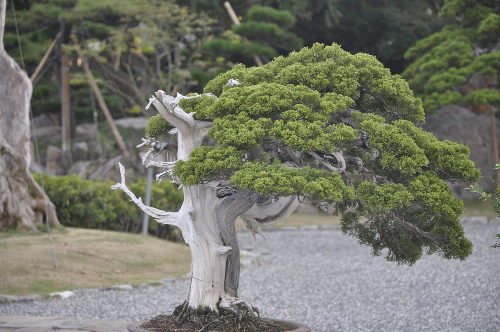 成美文化園 - 鬼斧神工的真柏。常綠灌木，又稱針柏、槙柏，原產於中國東北，枝幹常屈曲。白色部分是人為鑿皮後所成枯枝，稱...