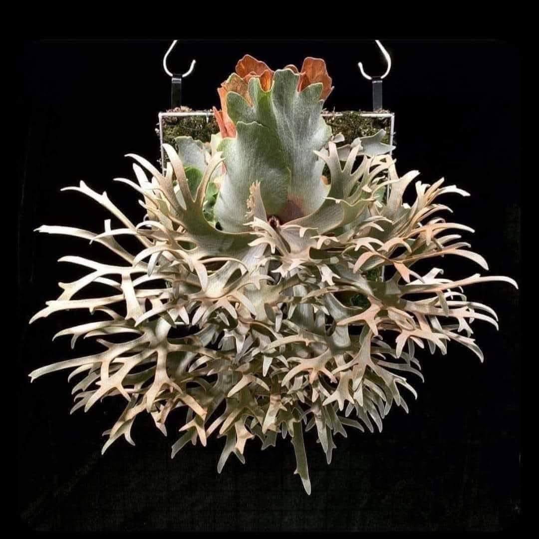 コルク！！P.willinckii OMG spore 4305 コルク！！P.willinckii OMG spore 4305 P. Willinckii