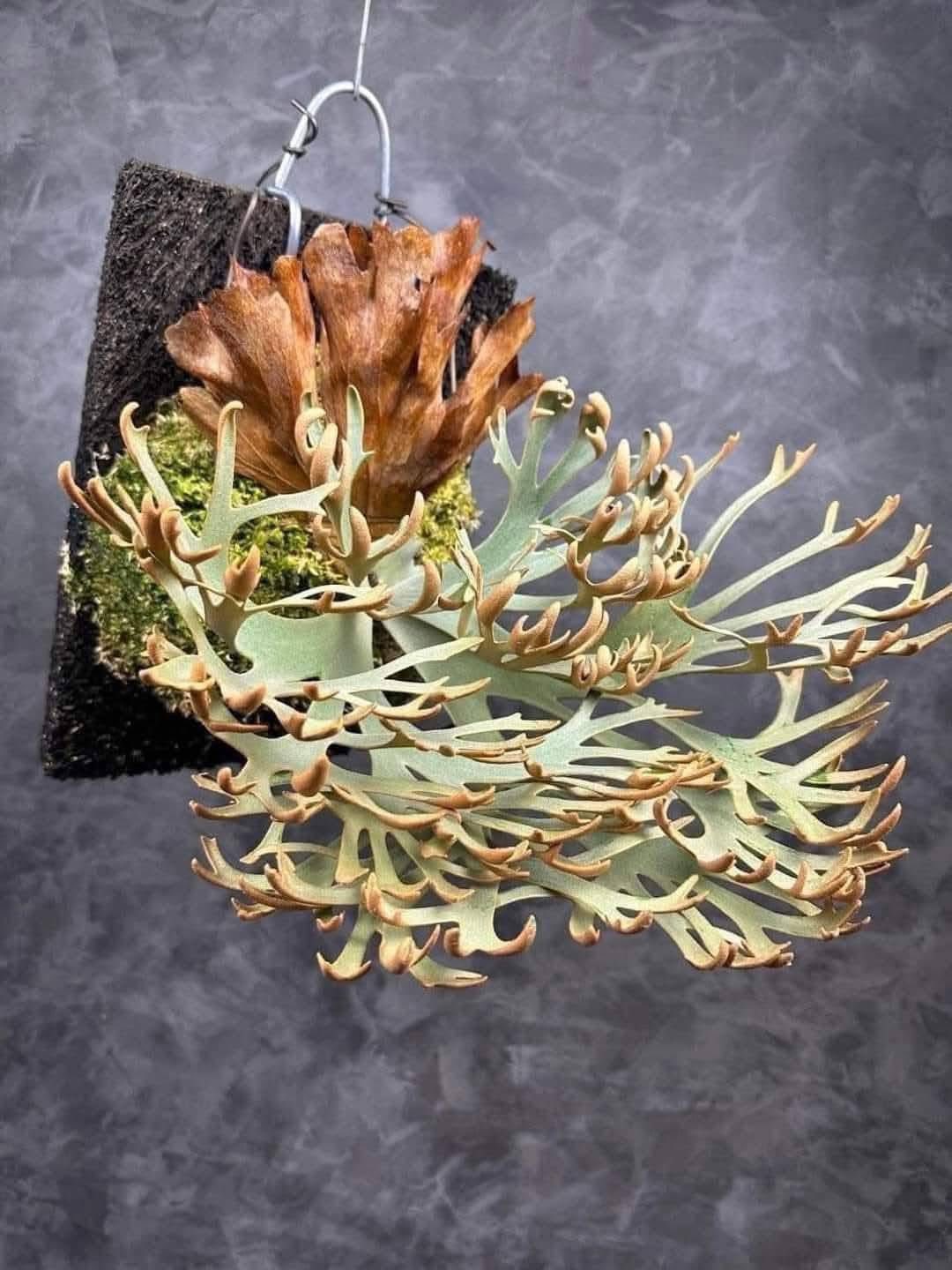 Platycerium willinckii 'OMG' sporelings available for sale. Price