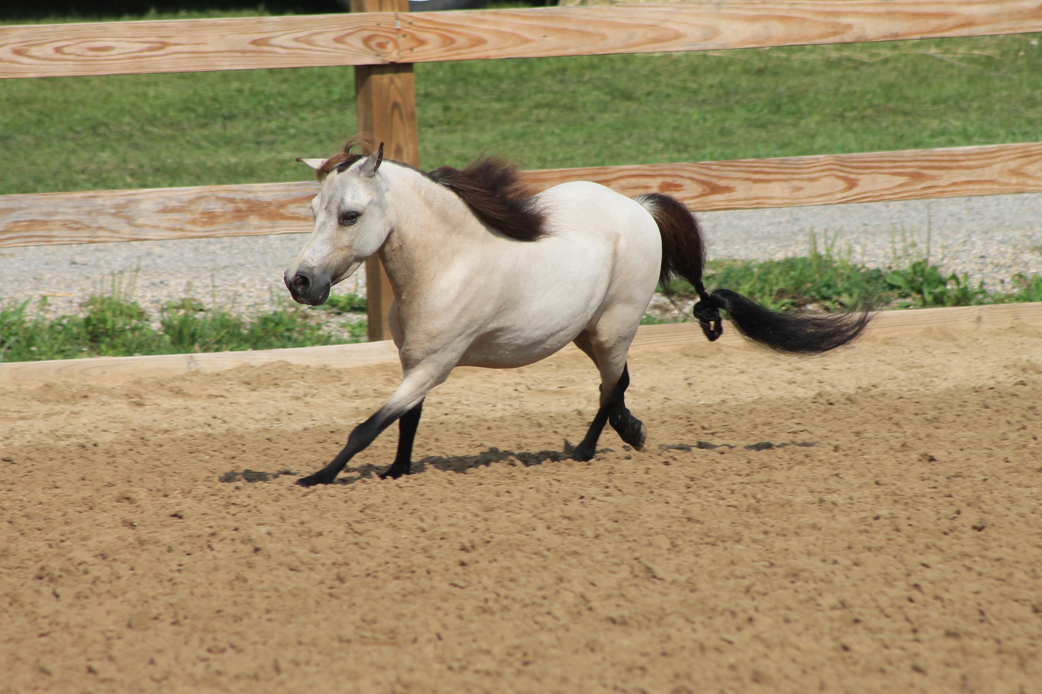 Ingham County Donkey, Mule, Miniature and Draft Horse Show added a new ...