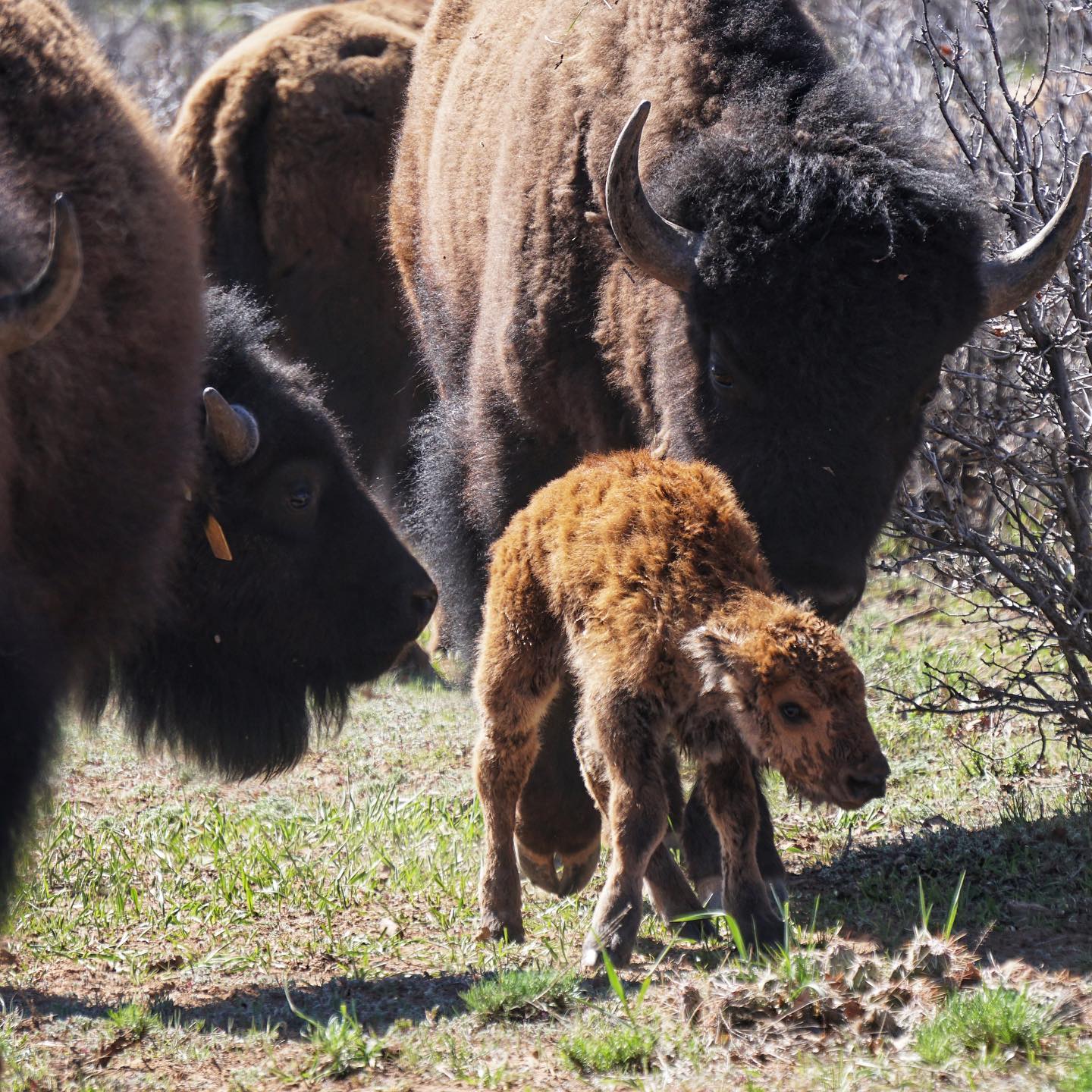 Murphy Legacy Bison | Hesperus CO