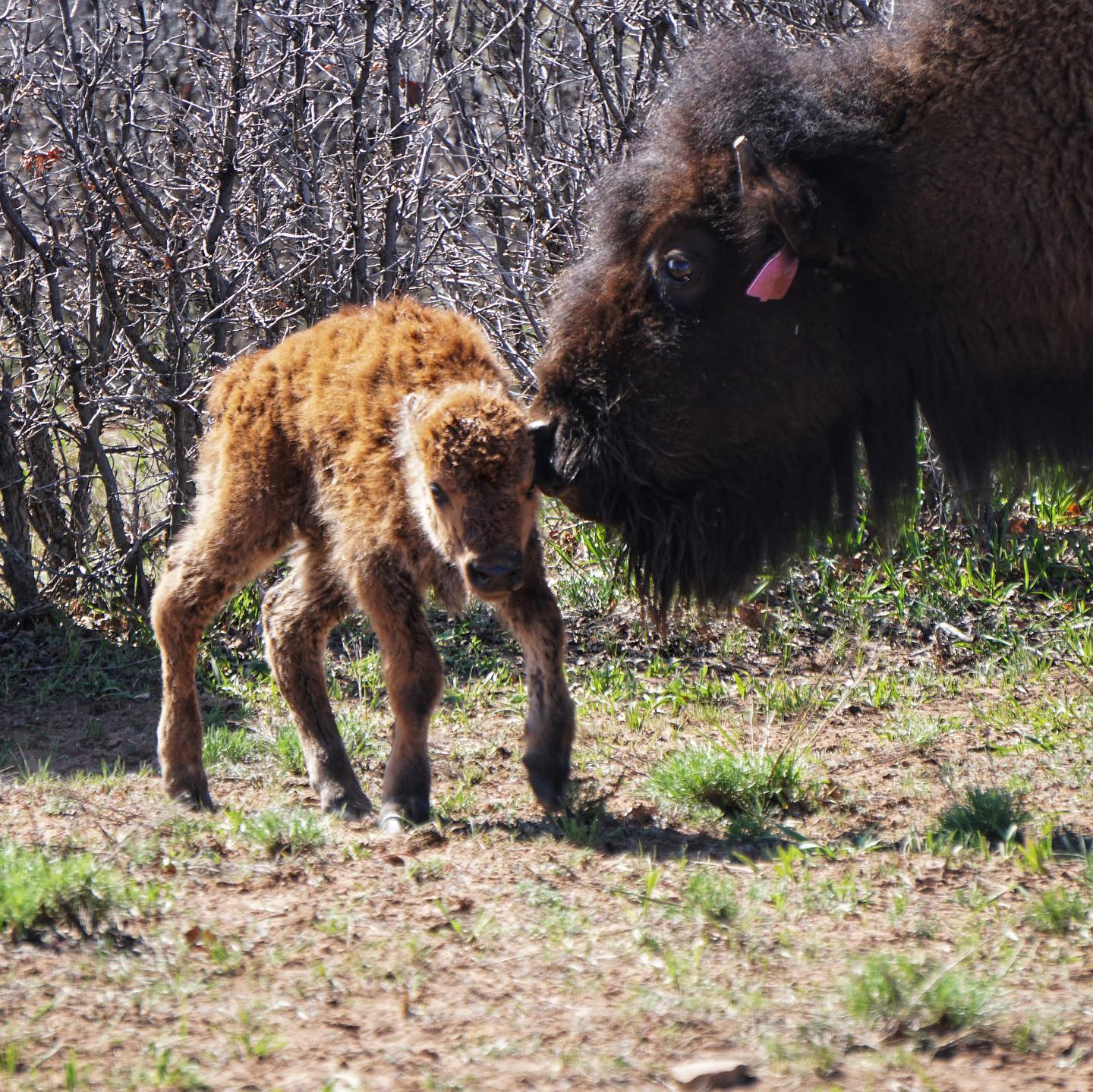 Murphy Legacy Bison | Hesperus CO