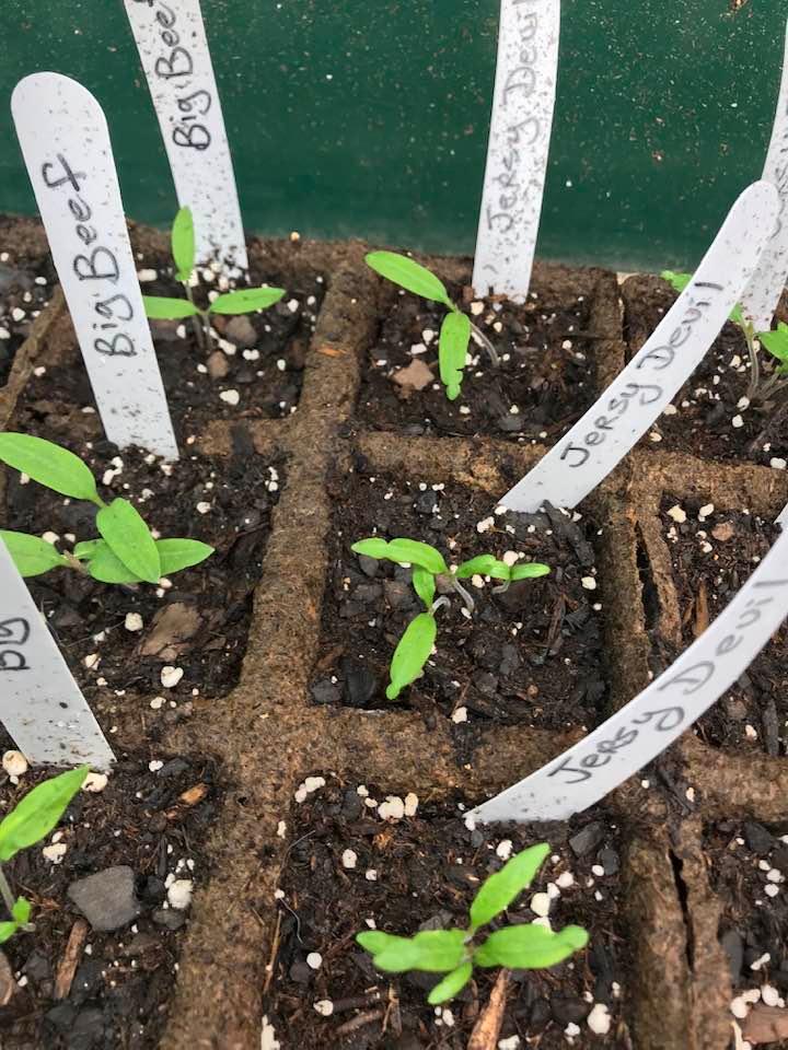 The Jersey Devil tomato seedlings on the left were started with