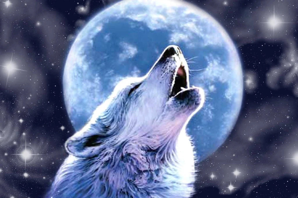 Wolf Leader 🐺 | So beautiful #wolf #wolves | Facebook