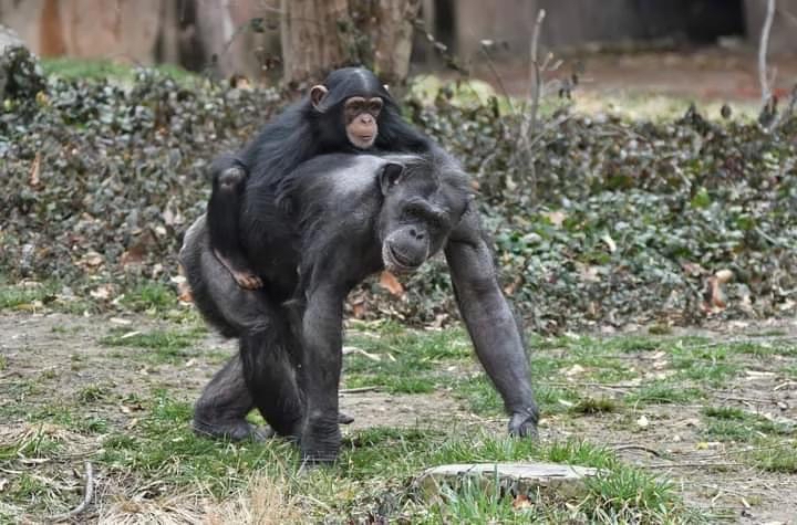 Rosebud, or... - Chimpanzee Species Survival Plan (SSP) | Facebook