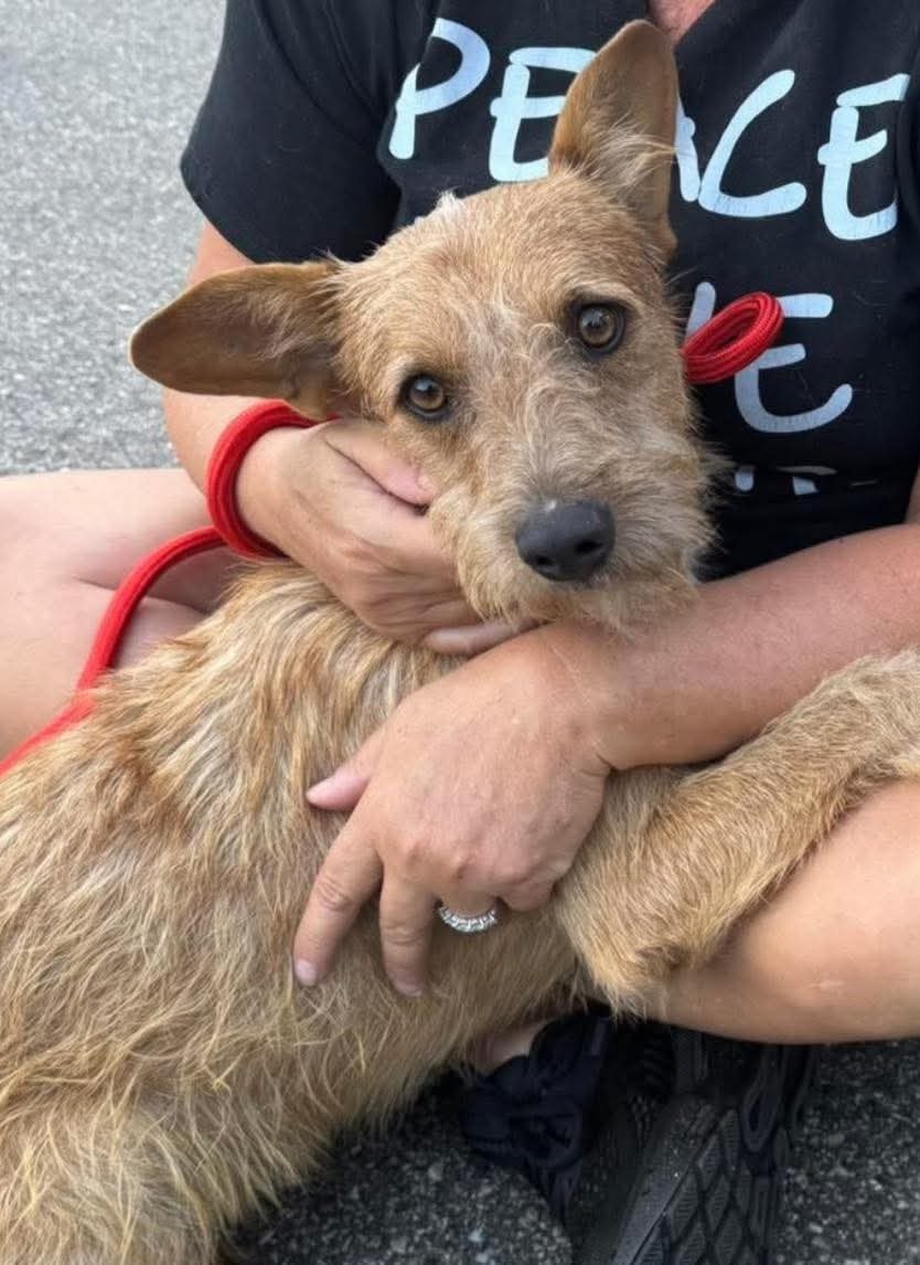 Homeward Hounds - ️💝 This little boy is all love and he’s... | Facebook
