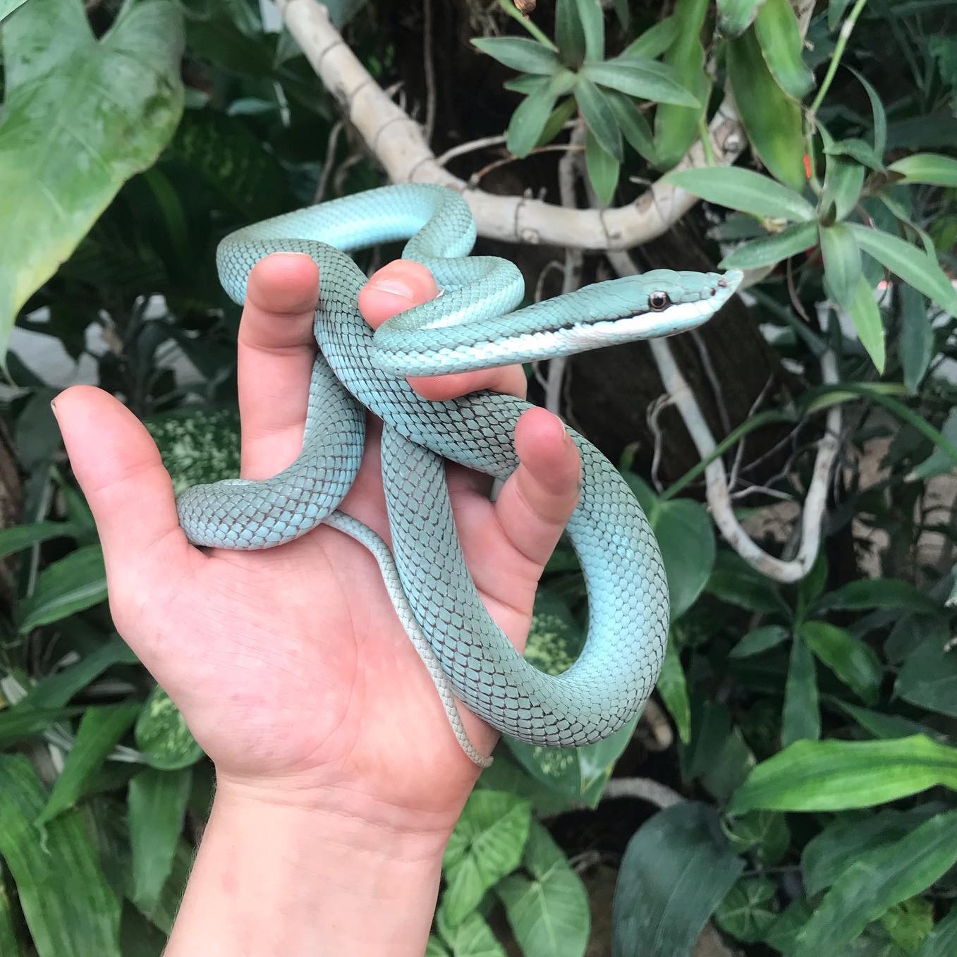 Beautiful blue coloration on this... - The Reptile Report | Facebook
