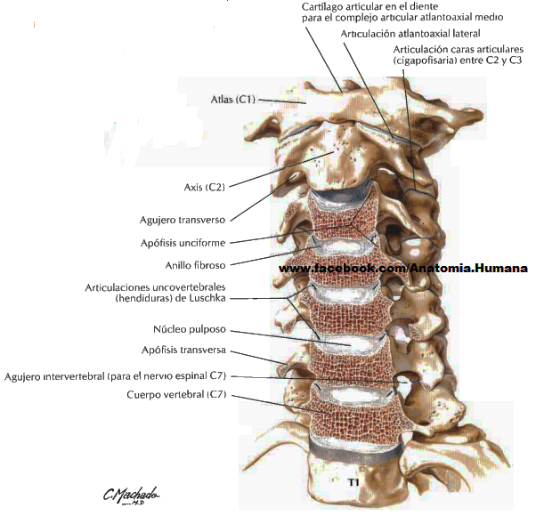 Anatomía De La Vértebra C1 C1 (Atlas) Vertebra Structure | Anatomy