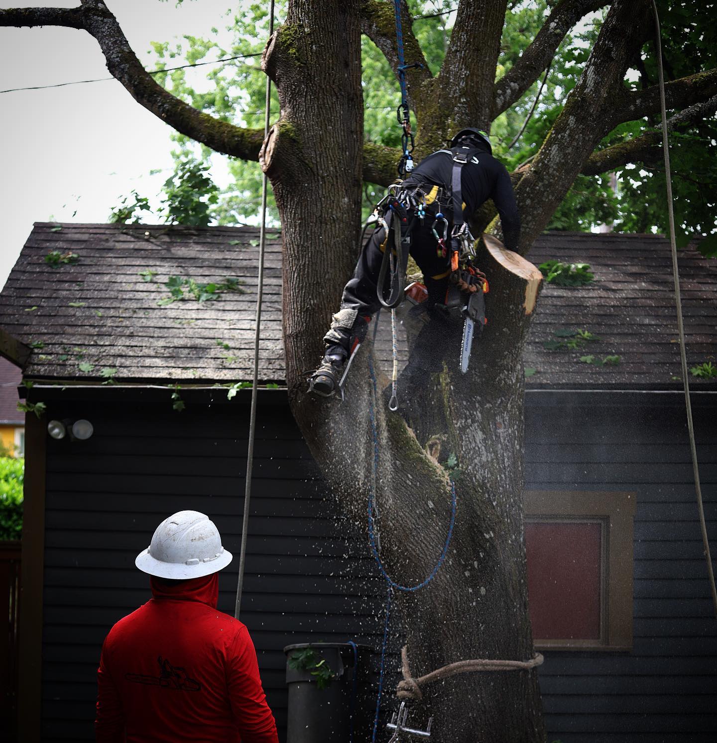 Quality Performance Tree Service,LLC | Tulatin OR