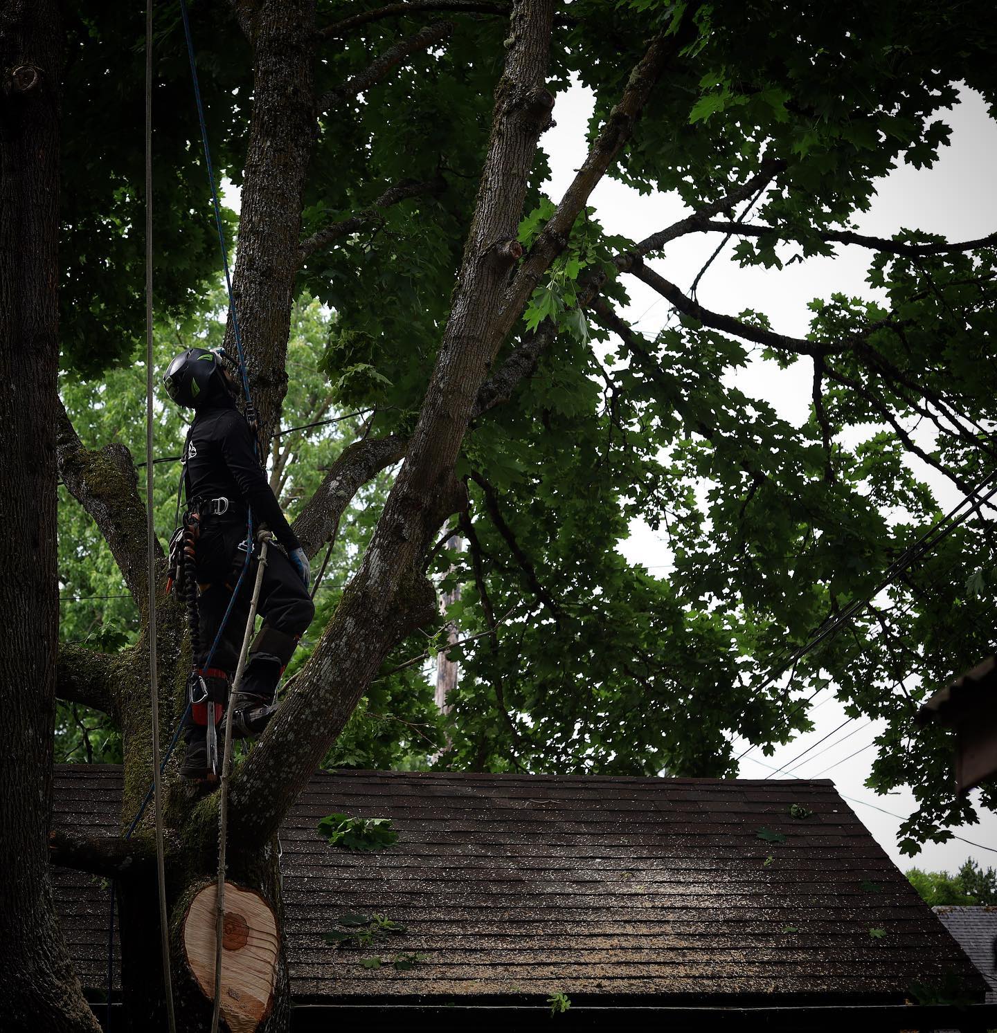 Quality Performance Tree Service,LLC | Tulatin OR