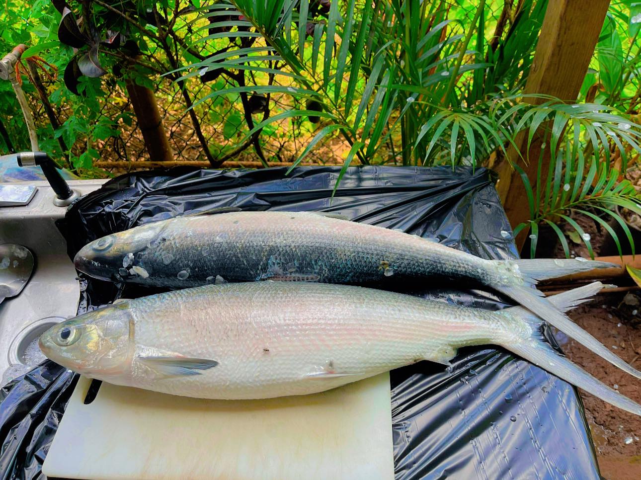Have you eaten AWA fish or know this fish?