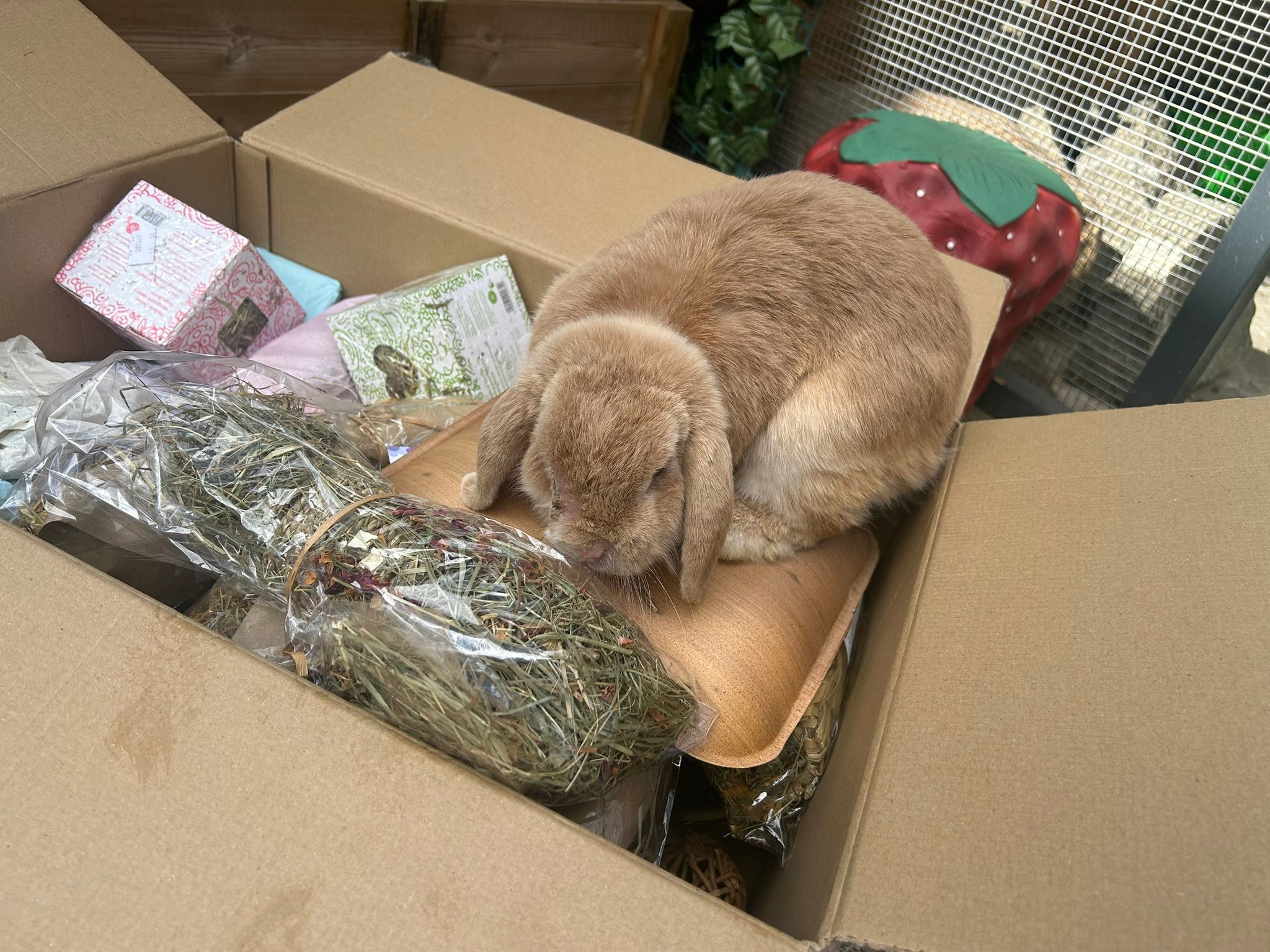 We had a delivery 🫶 Sooooo... - Shrewsbury Rabbit Rescue | Facebook
