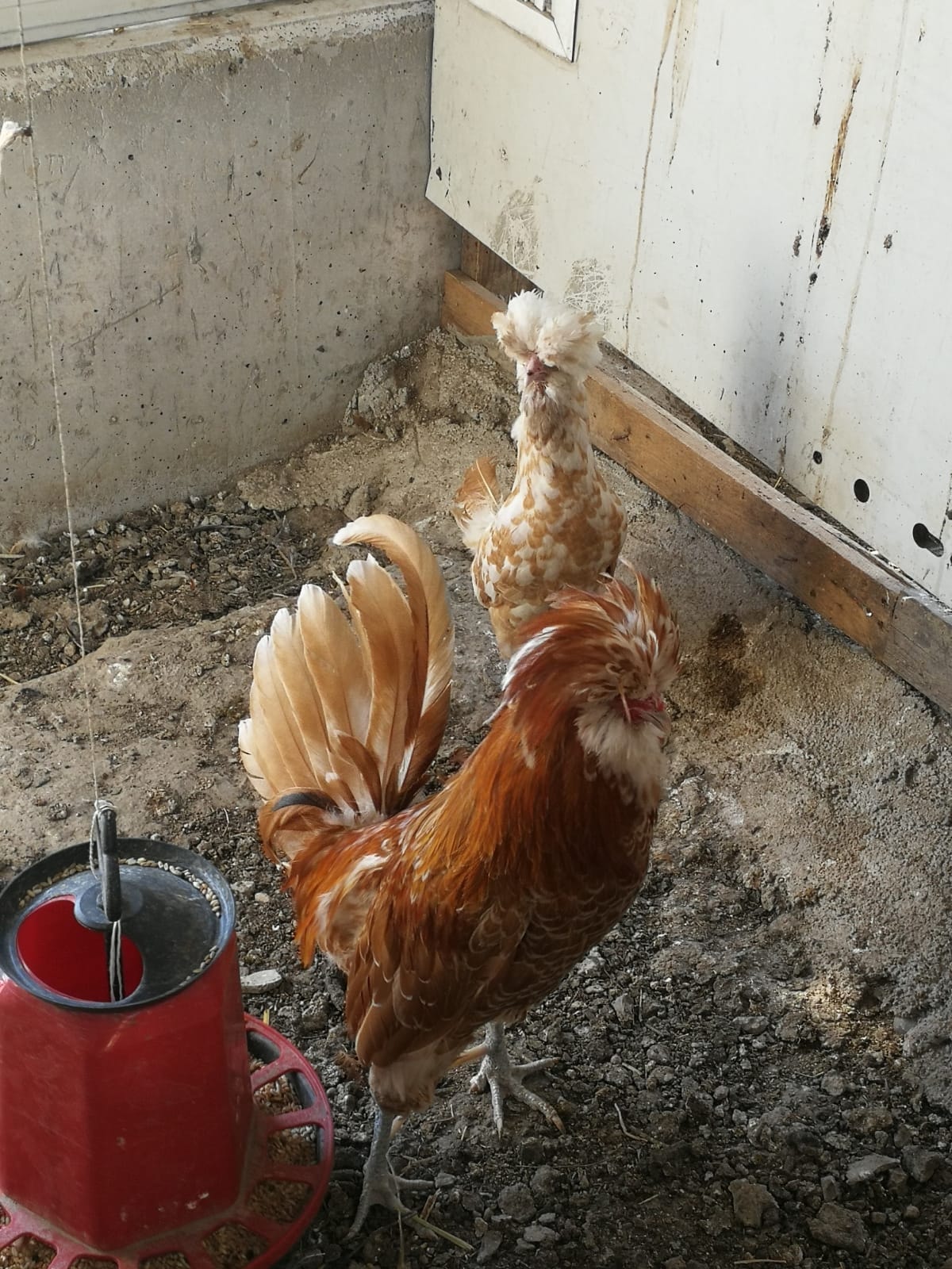 Gold Brahma Hakkinda Genis Bilgi