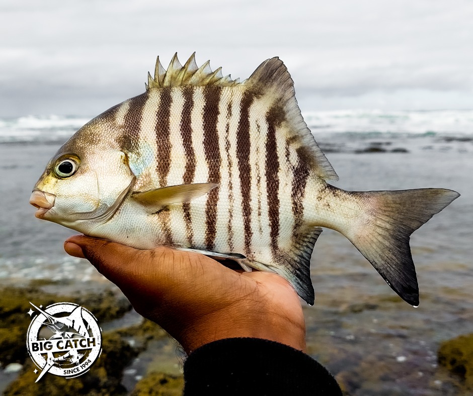 Big - The Banded Galjoen. Dawood Ismail took this photo on a trip ...