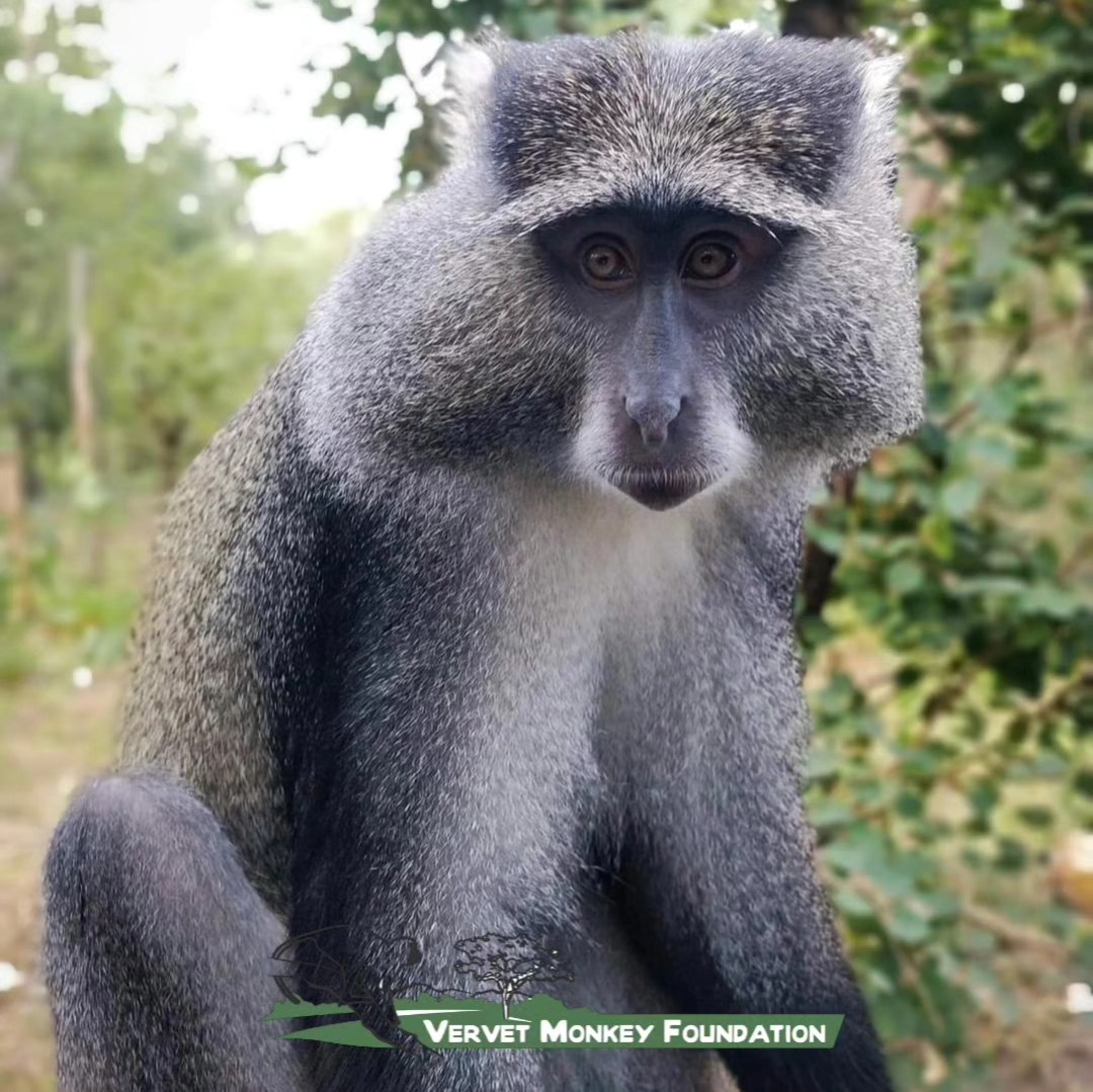 🔆 Meet the Samangoes 🔆 (Part 1 of 3)... - The Vervet Forest