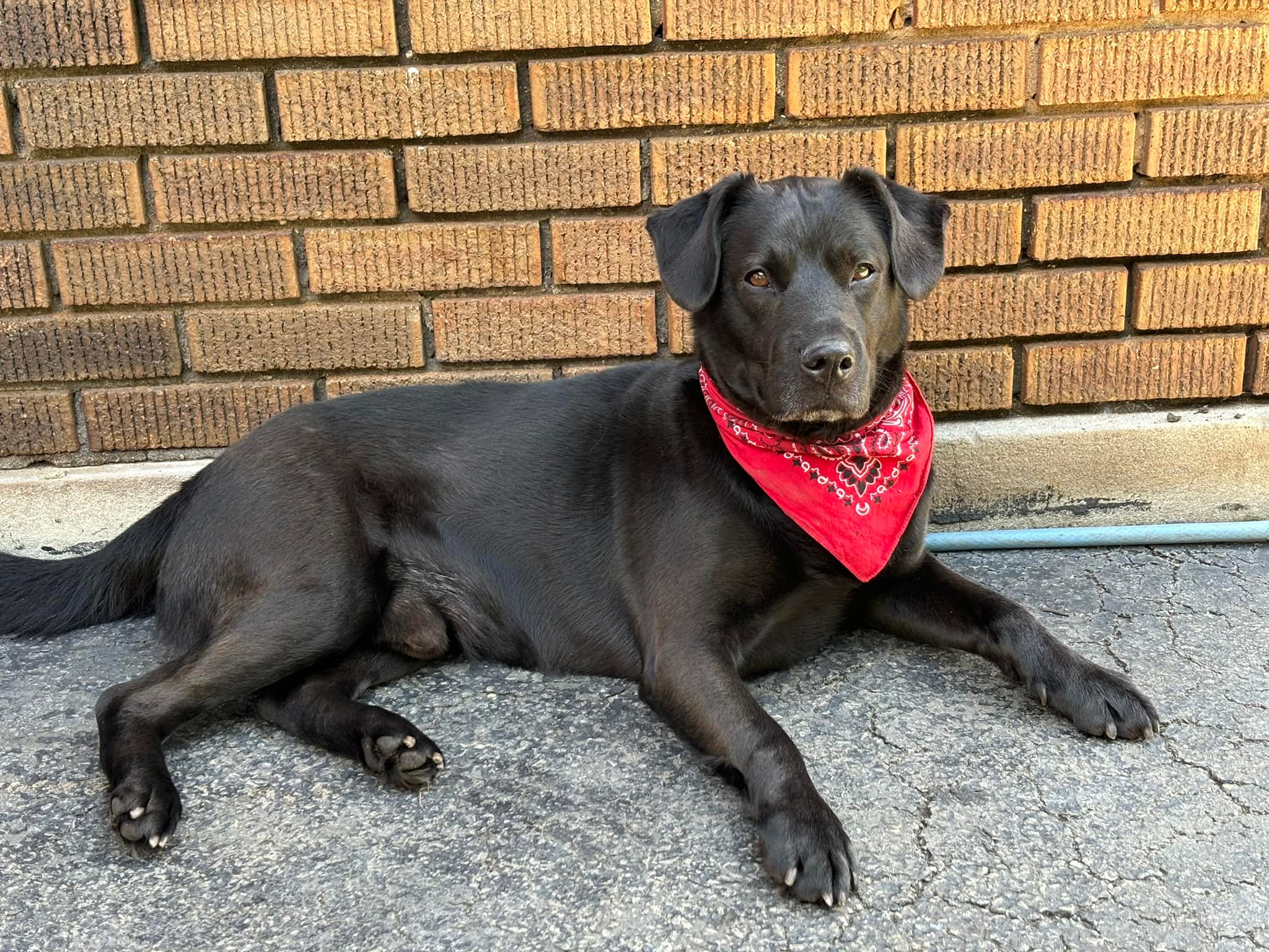 Meet Ace. He is 6 years old and... - Chicagoland Lab Rescue