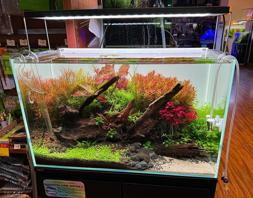 水槽 chi ❤️🧡💛💚 Colorful clean tank and wild growth lighted by