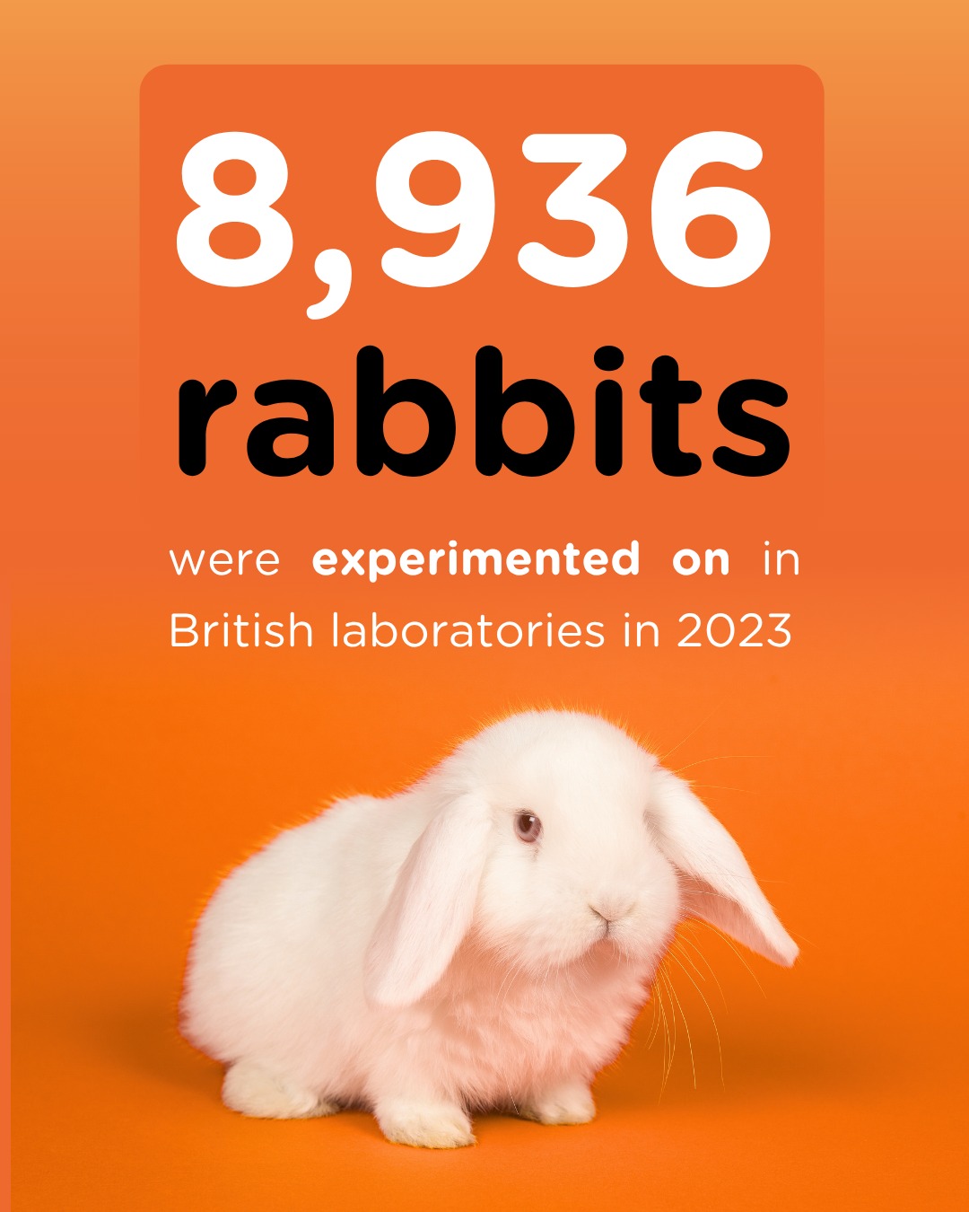 The Humane - In 2023 alone, almost 9,000 rabbits were experimented on ...