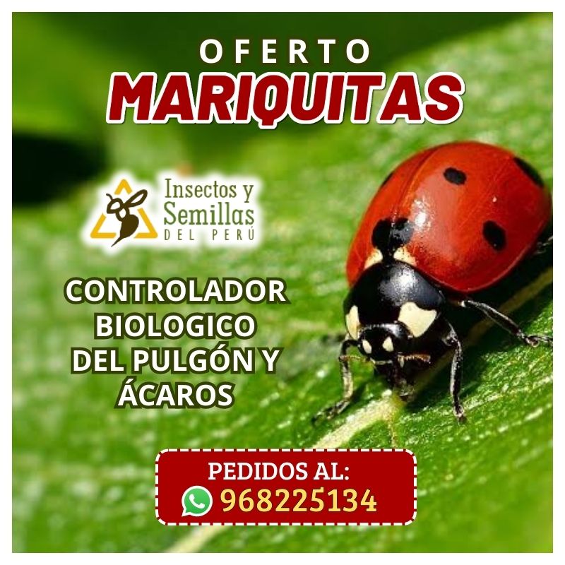 EL COMPLEJO DE MARIQUITAS... - Insectos y Semillas del Perú | Facebook