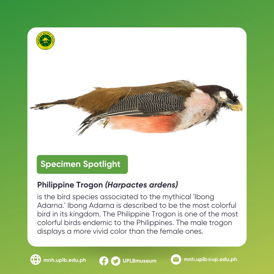 UPLB - #SpecimenSpotlight | We're featuring some of our museum ...