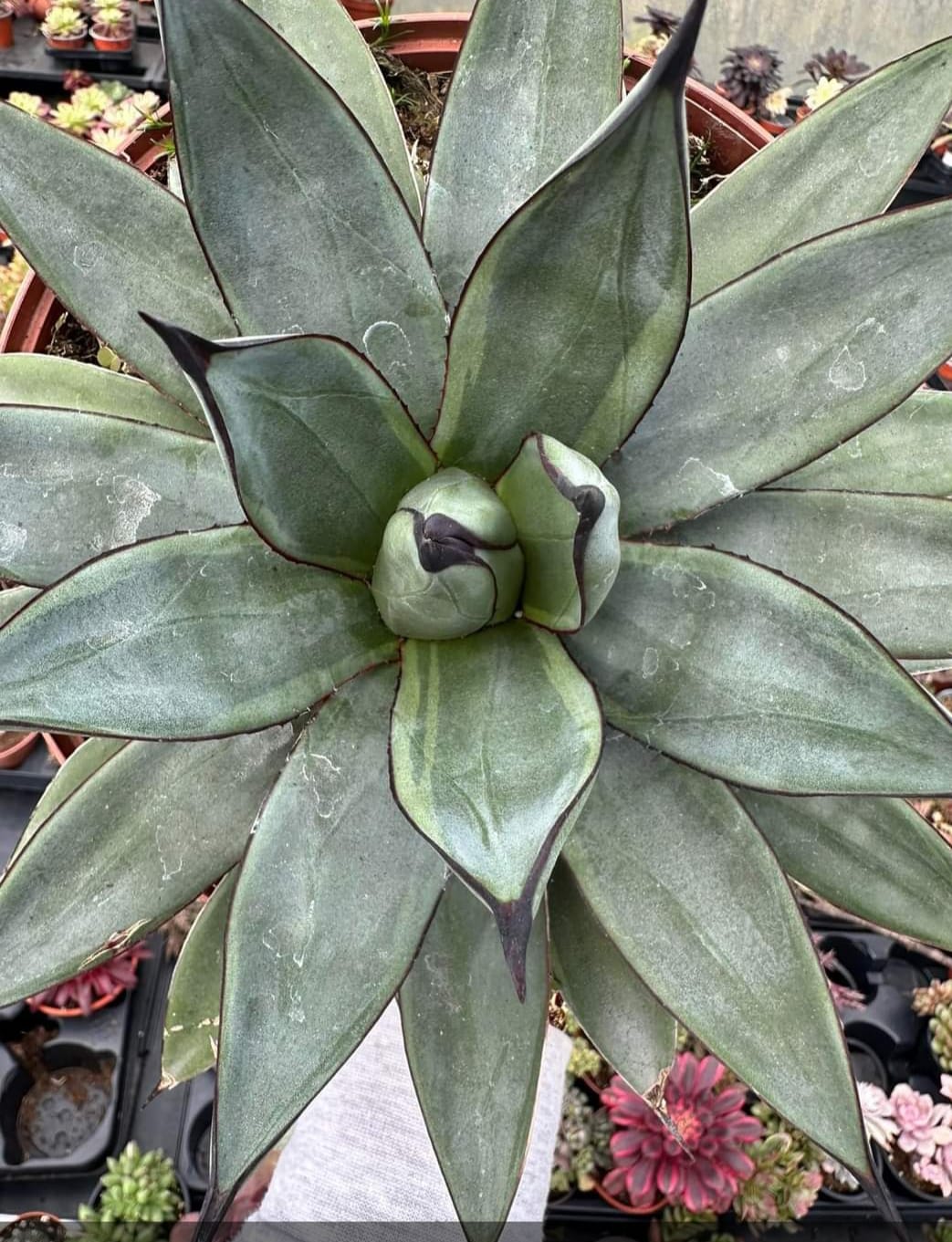 Agave Nigra 