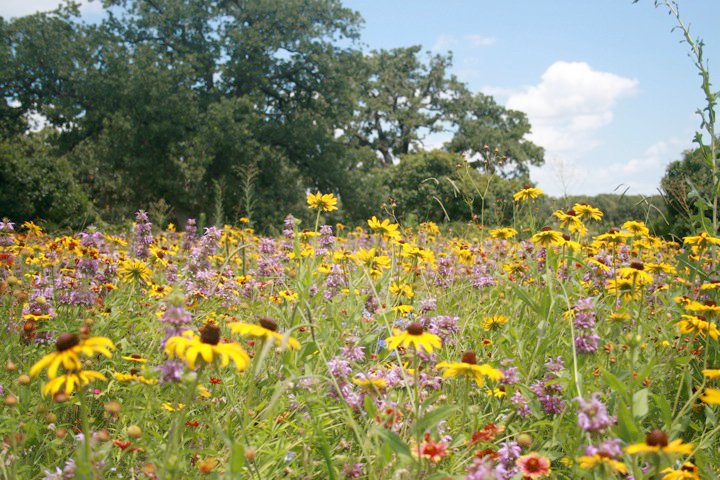 Rice Ranch | Bartonville TX