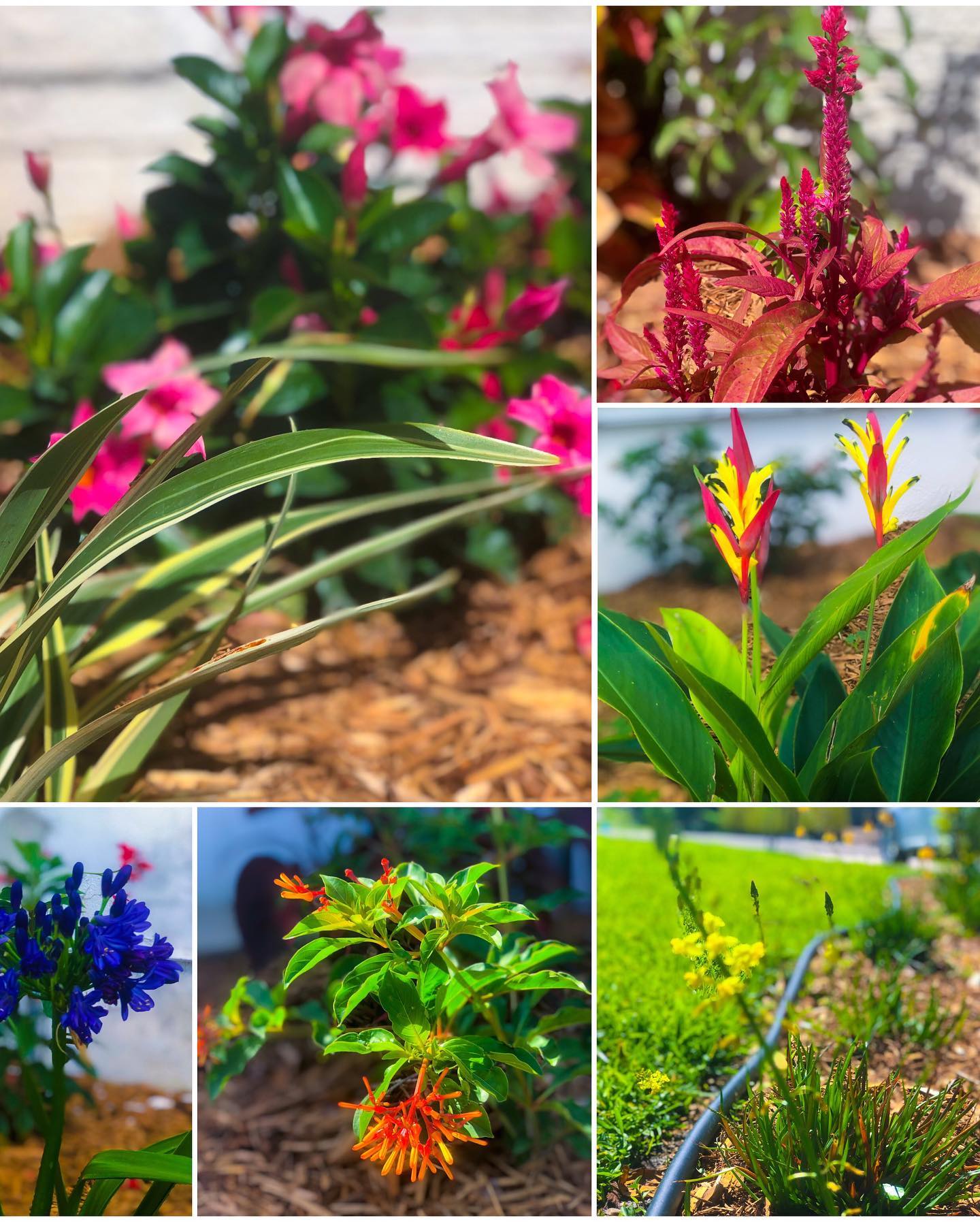 AMG Trees,landscaping& Renovations Llc | Fort Myers FL