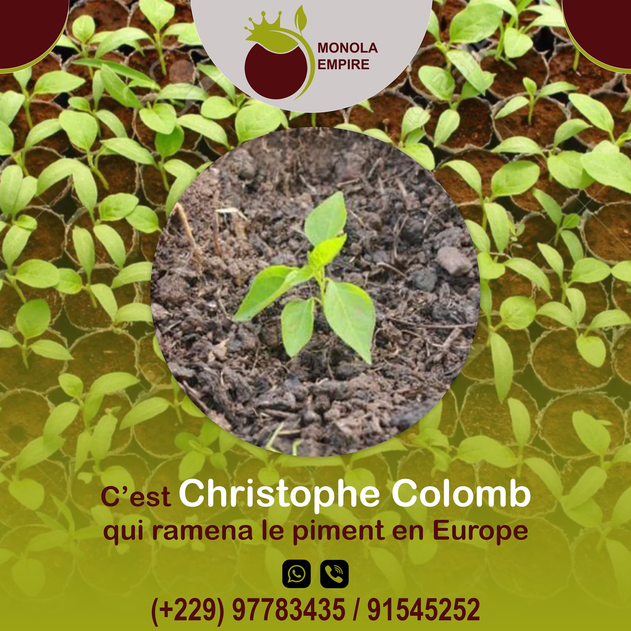 Monola Empire - ☑️ C’est Christophe Colomb qui ramena le... | Facebook