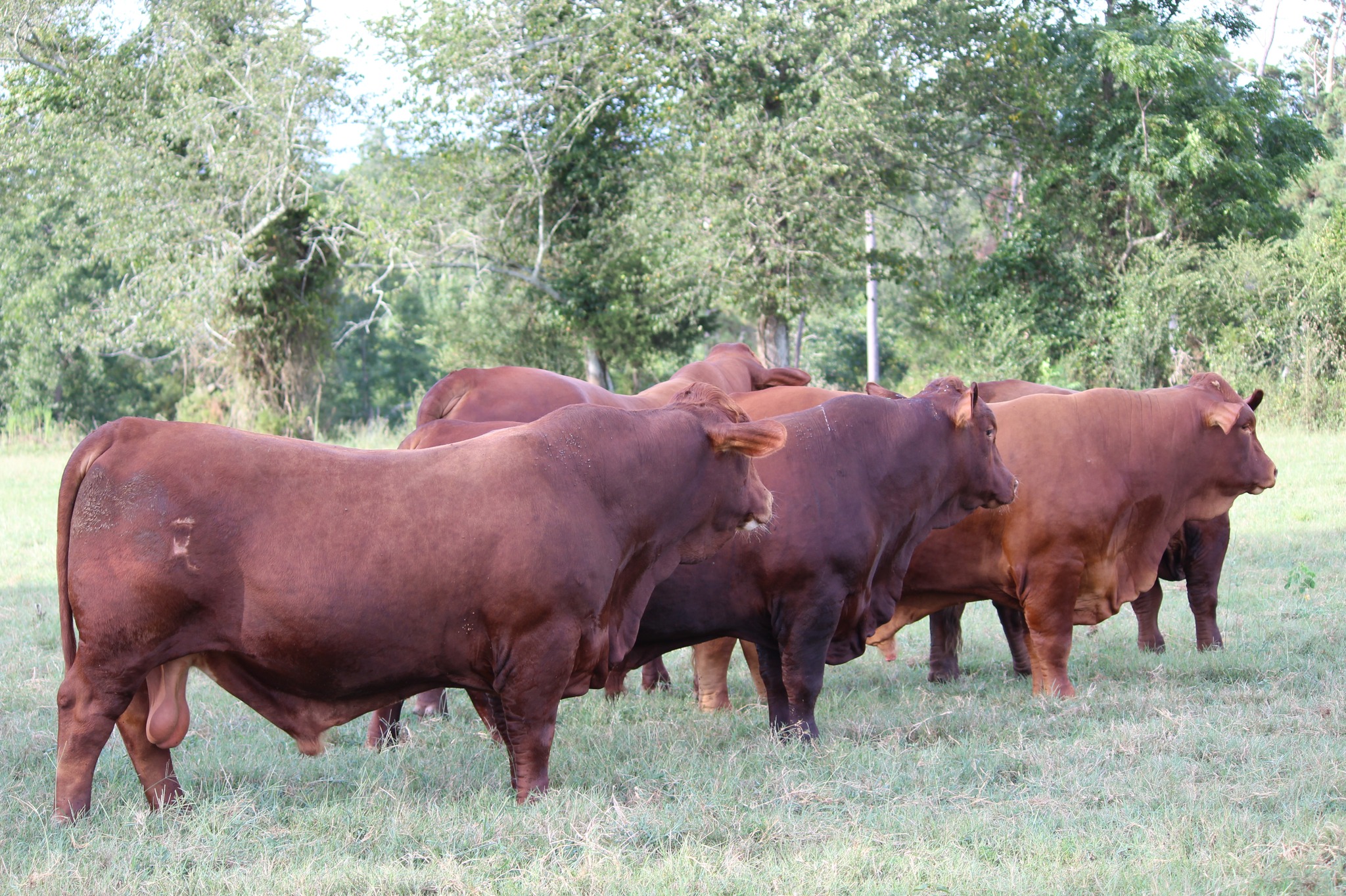 Premium - This year’s lineup is one we’re proud of. Eighty Beefmaster ...