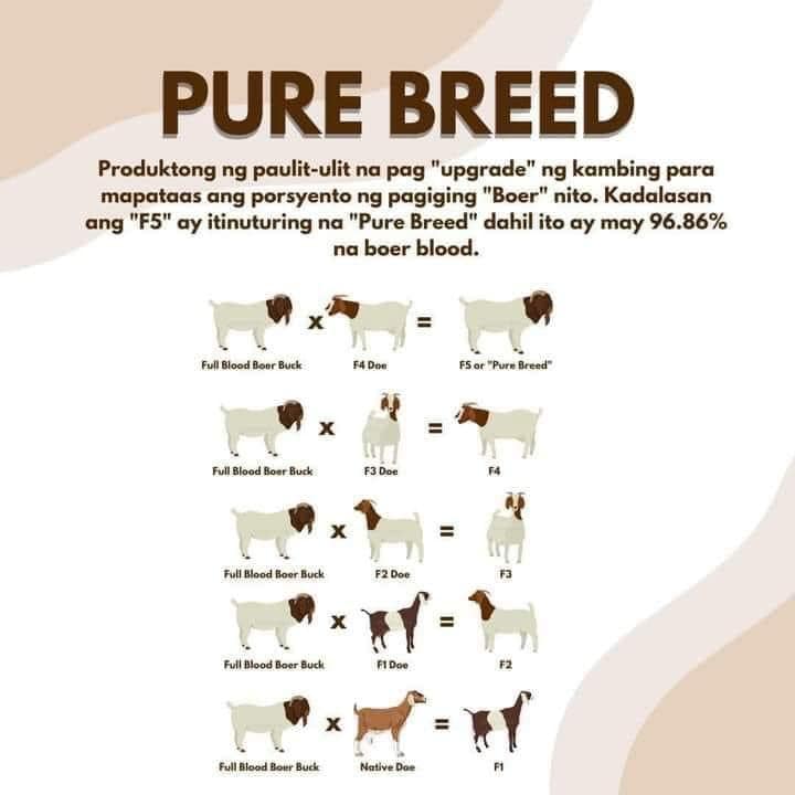 📌 FYI -... - MAO Santa Catalina-Livestock Development Program