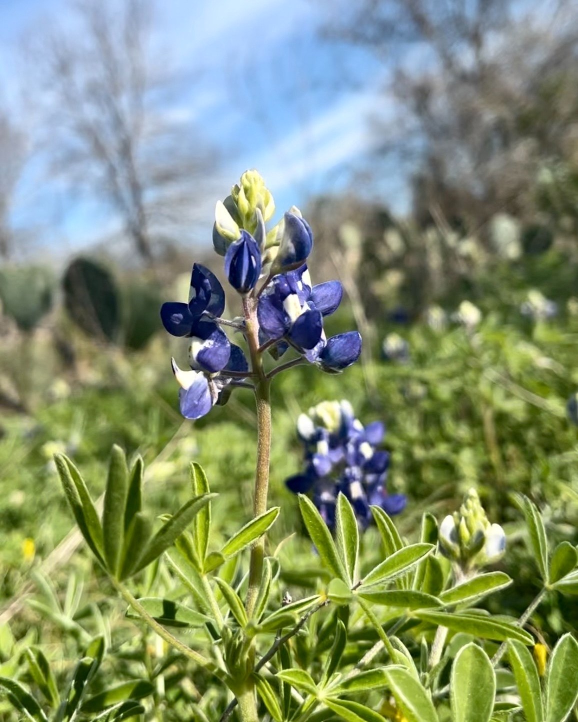 Central - Bluebonnets are beginning to bloom once again. Also known as ...