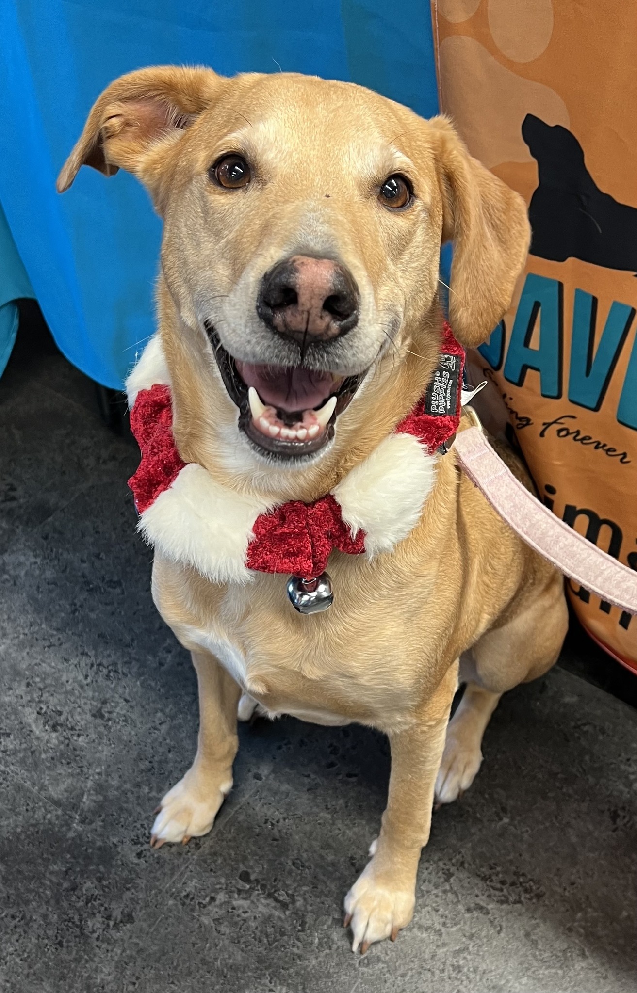 Old - ADOPTED Happy Monday Friends! Check out this smile. Trinity is ...